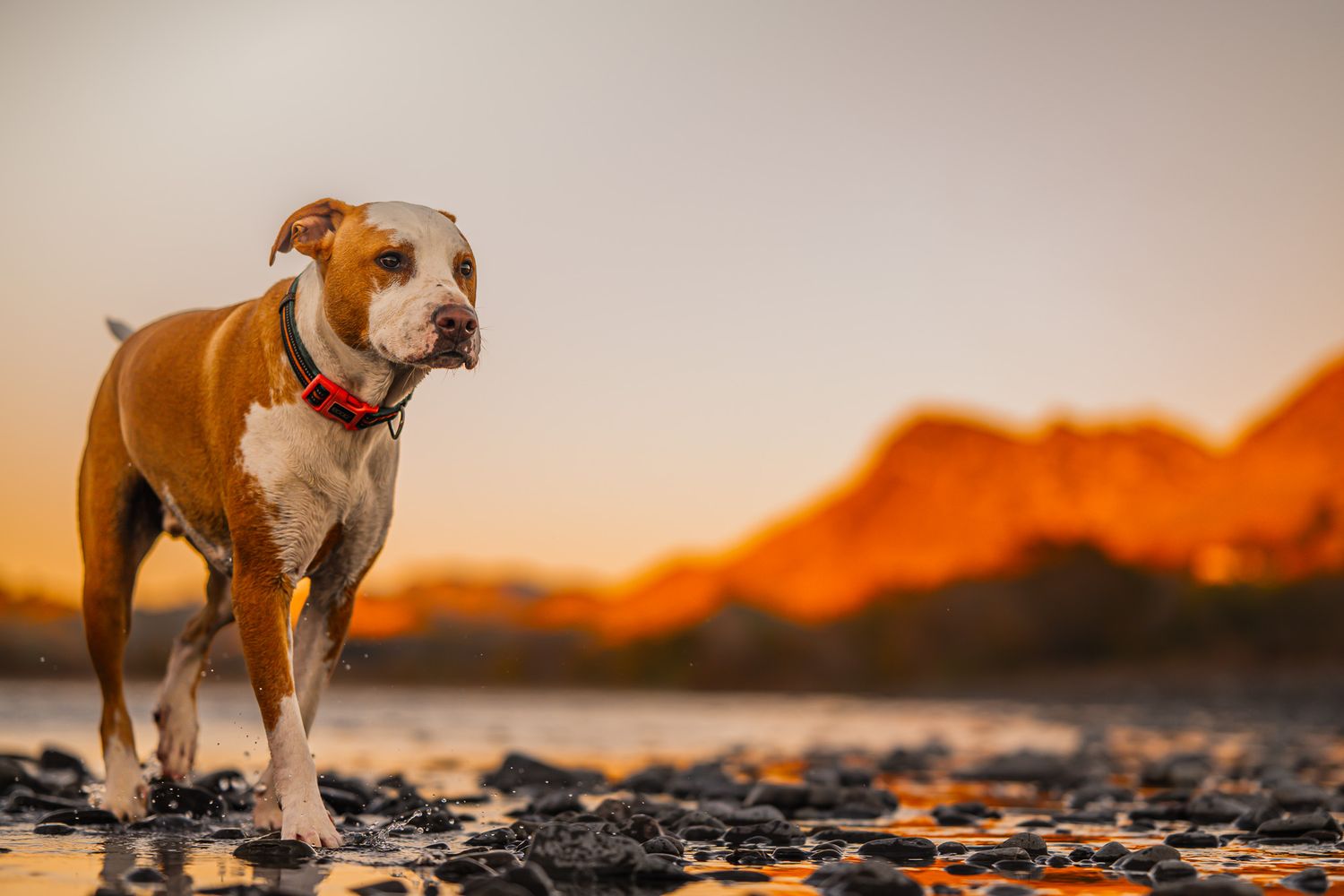 sunrise rescue dog, mixed breed at the river