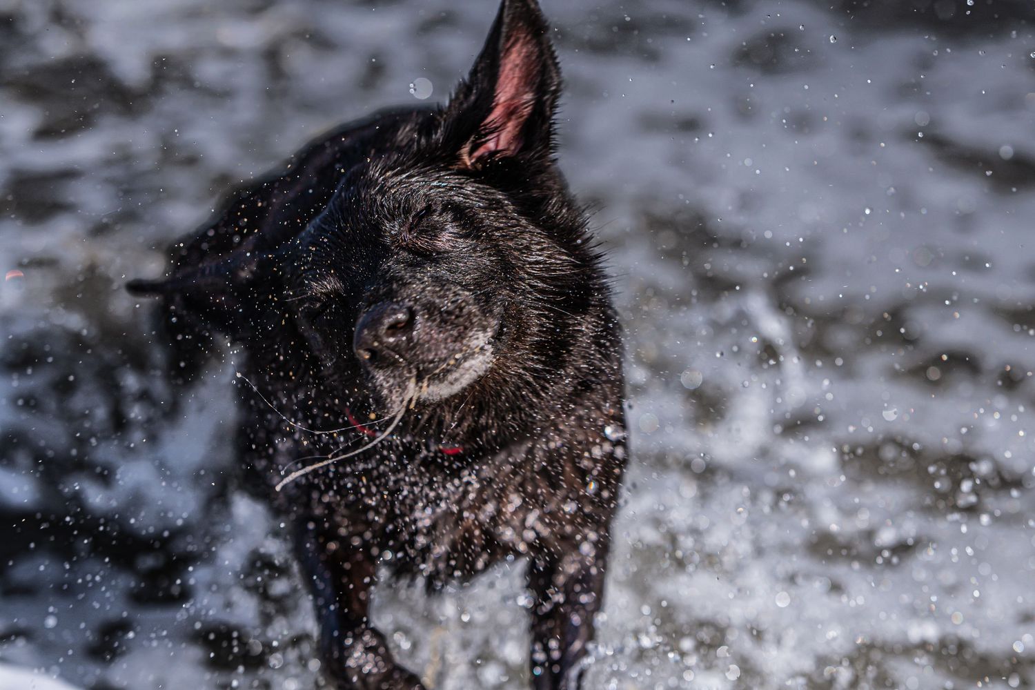 black dog, water, beach Bec Scerri photography,  Hawke's Bay New Zealand ,  dog, wet