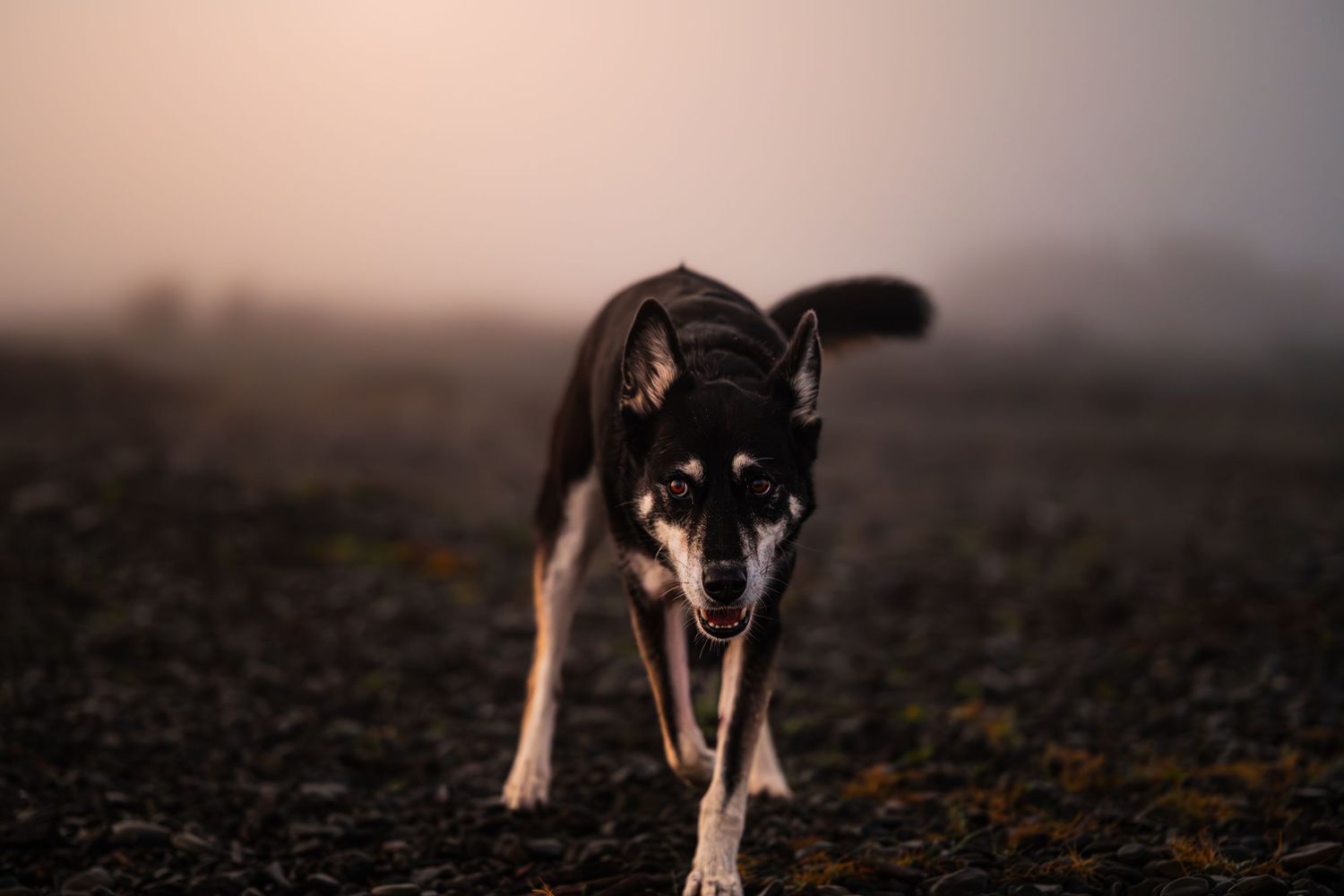 shaggy, Bec Scerri photography,  Hawke's Bay New Zealand , tree branch, grey, two dogs, husky, owners, humans, action