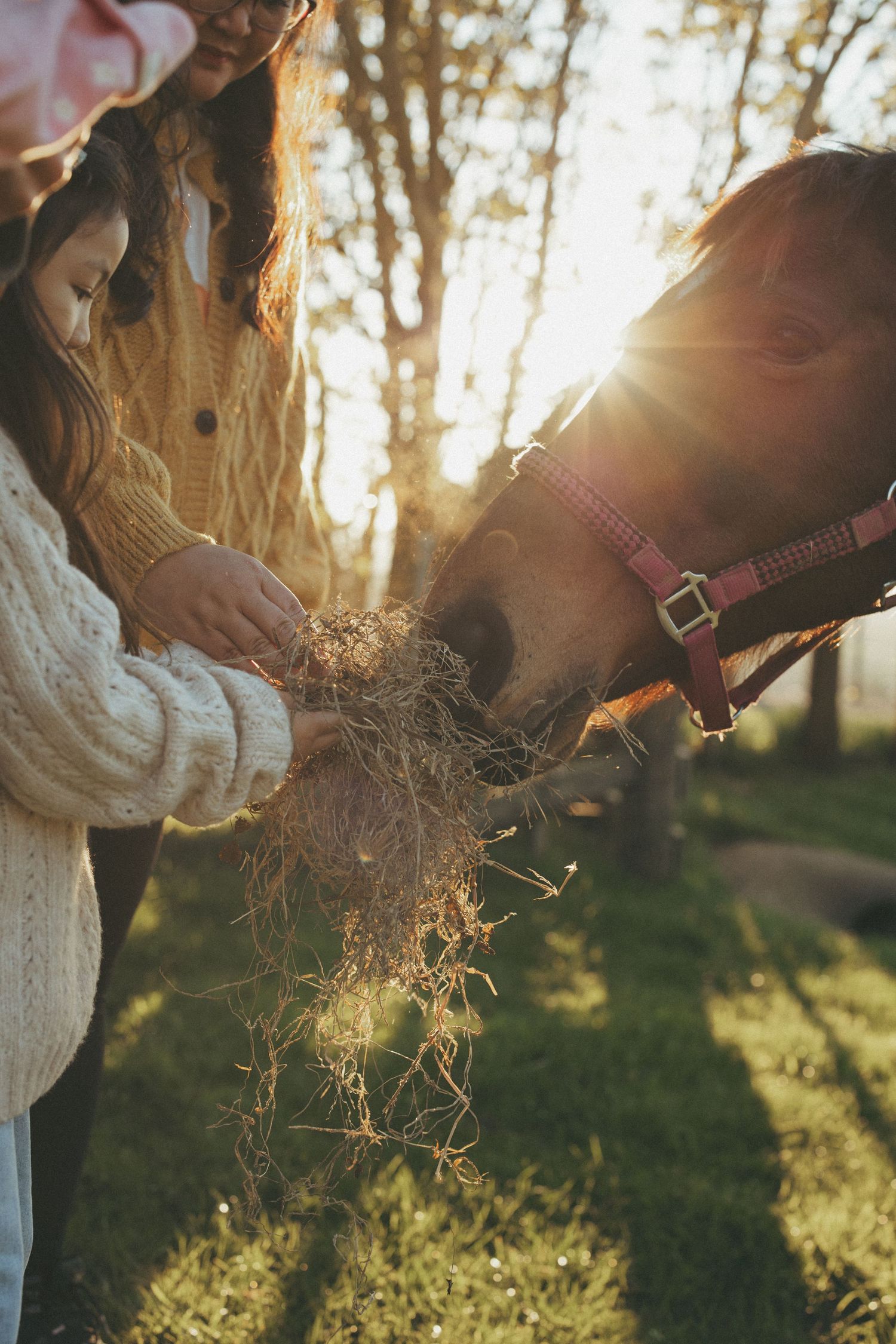 A close-up view of a mother and her young daughter feeding hay to a brown horse wearing a pink halter, illuminated by warm sunlight