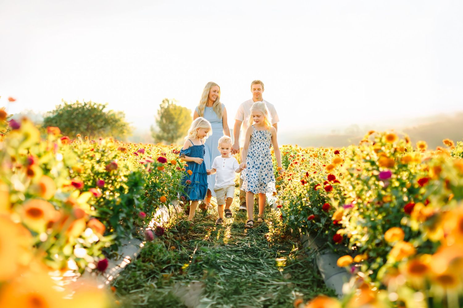Family of four walking through a vibrant flower field bathed in golden sunlight.