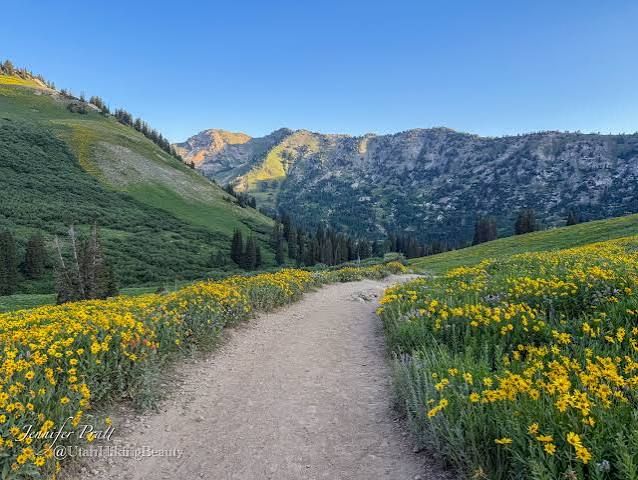A scenic mountain trail winds through vibrant yellow wildflowers under a clear blue sky in a lush alpine valley.