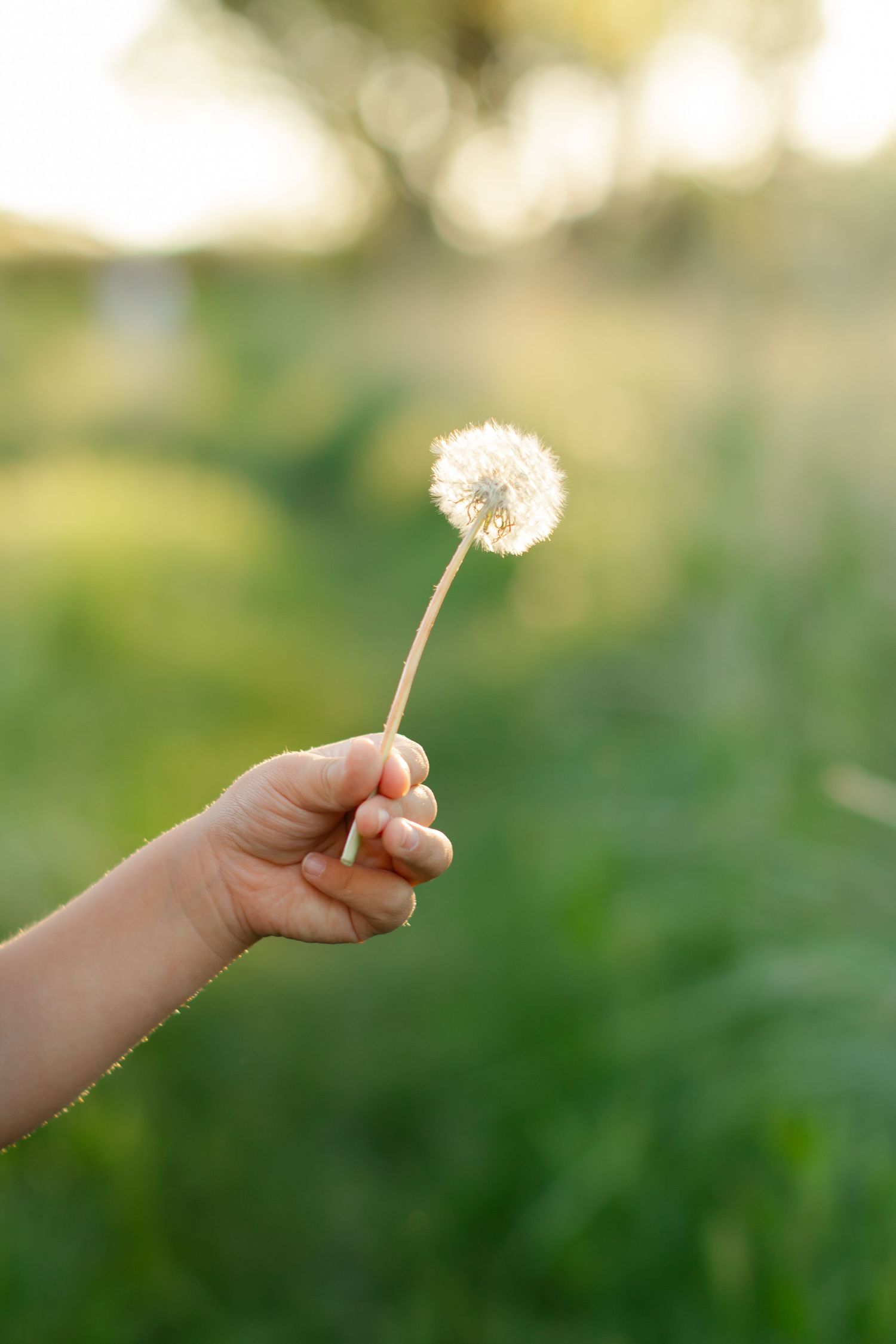A hand holds a delicate dandelion seed head against a soft green bokeh background in natural sunlight.