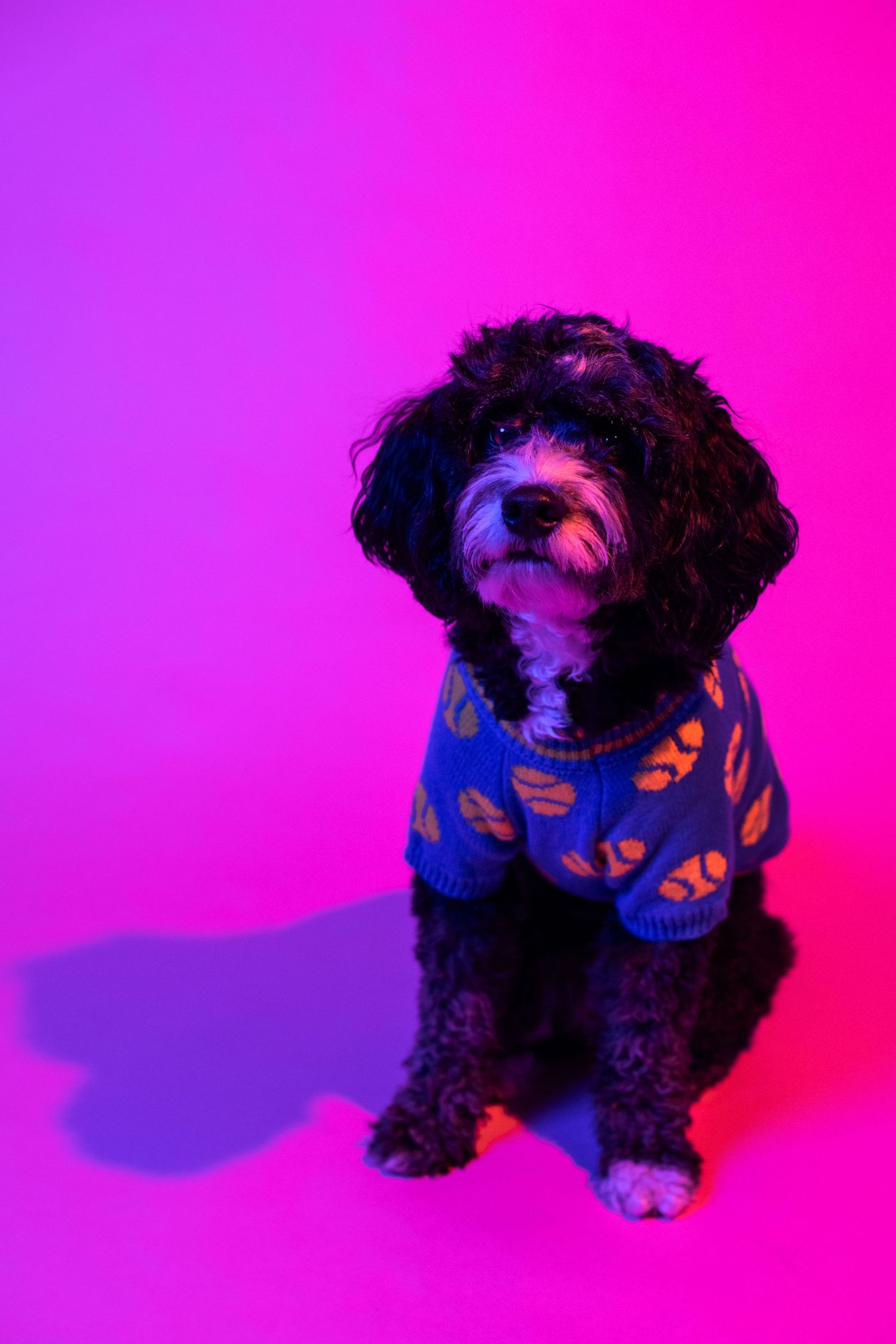B.B., the Nice Headshots studio dog, photographed in the studio against a colorful backdrop.