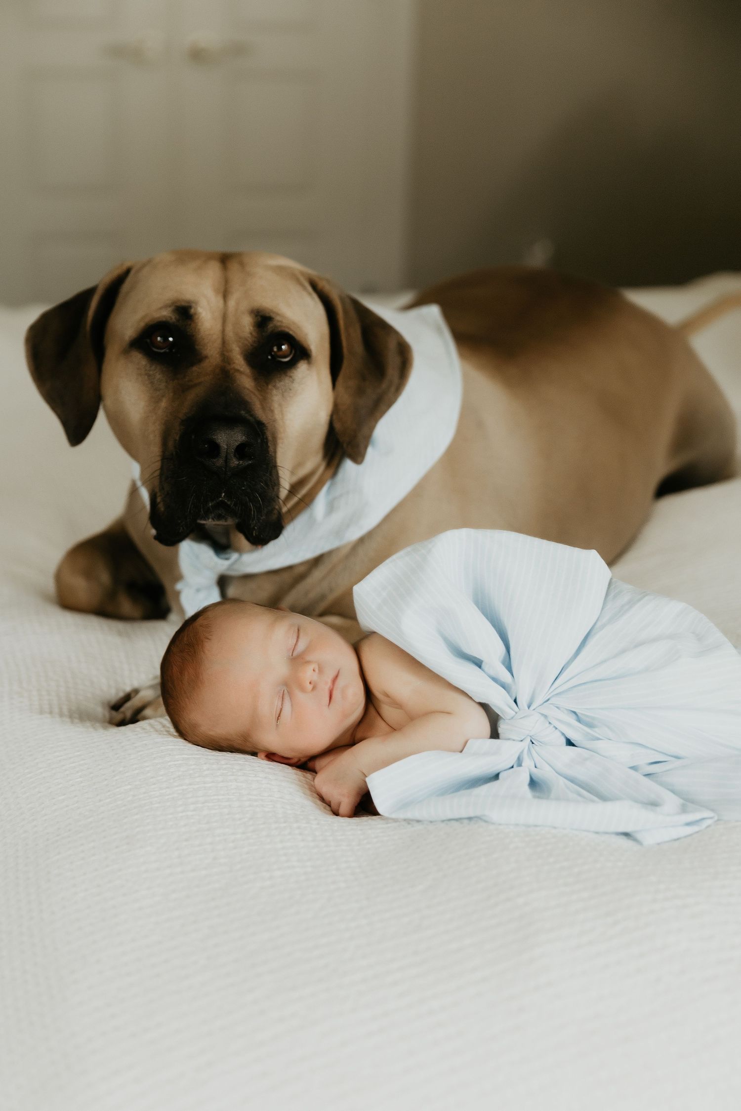 A protective dog lies next to a sleeping newborn baby wrapped in a light blue blanket on a white bed.