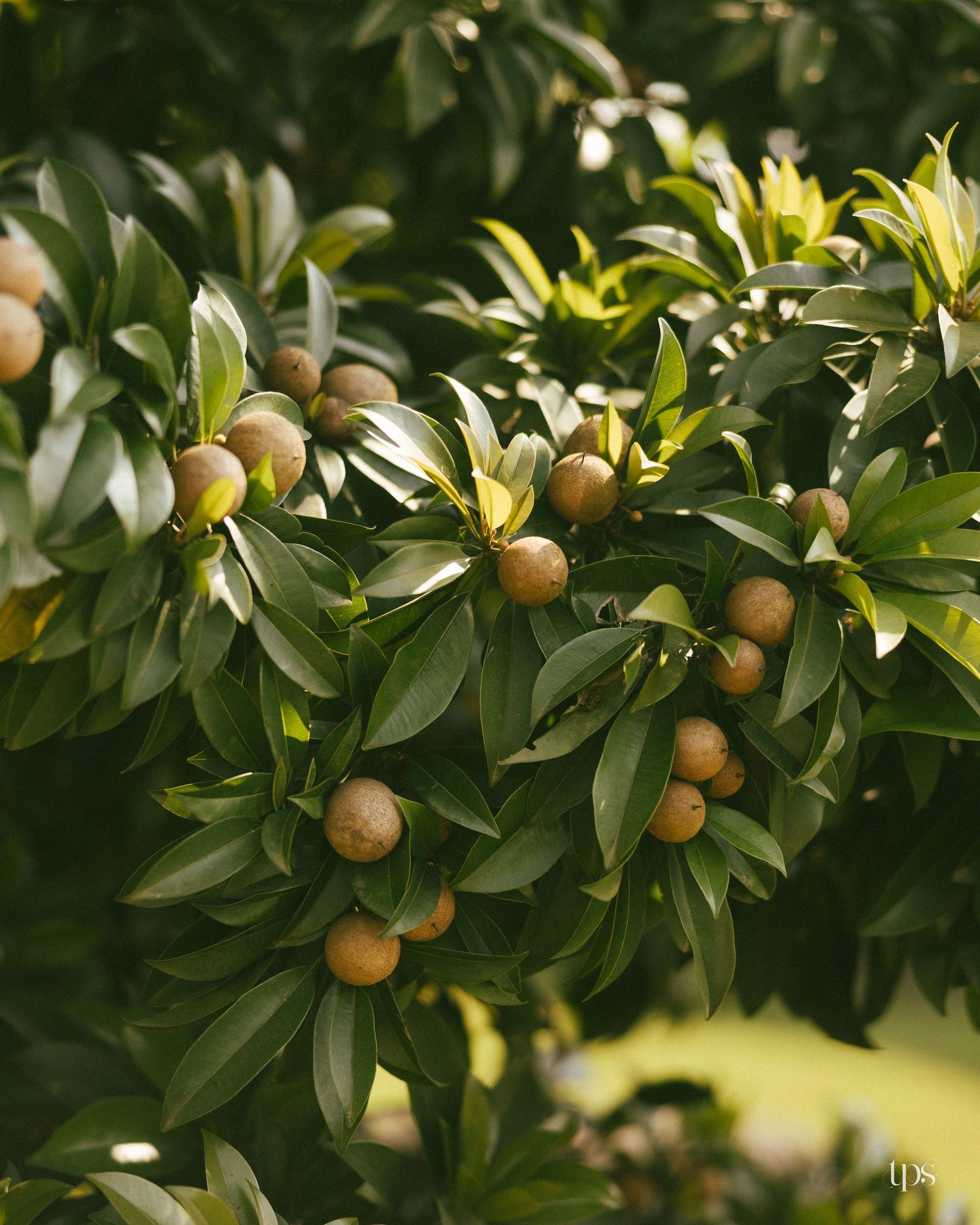 Ripe round brown sapodilla fruits hang among glossy green leaves on a lush fruit tree branch in warm natural sunlight.