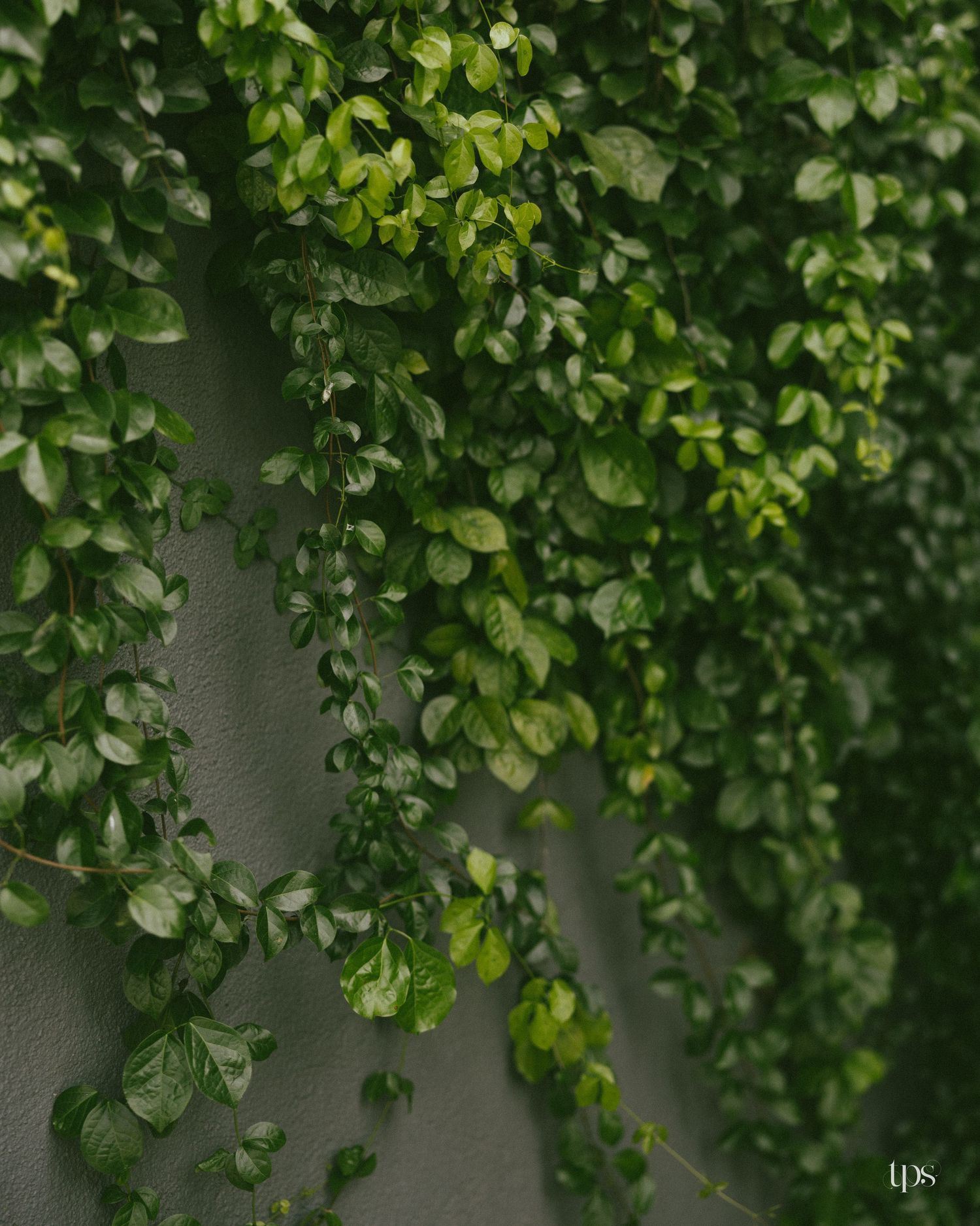 Lush green ivy vines with glossy leaves cascading down a gray concrete wall, creating a dense natural curtain of foliage.