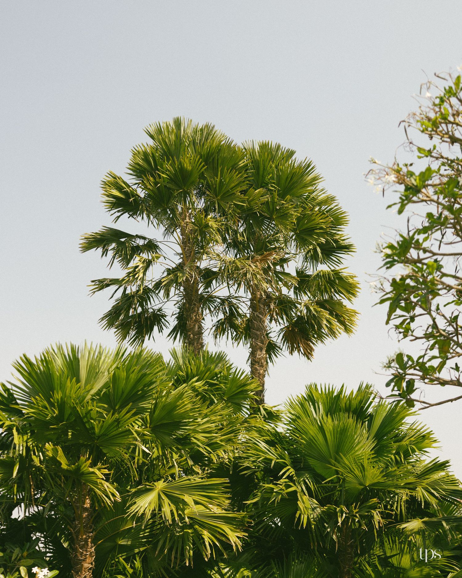 Tall fan palm trees with lush green fronds rise against a soft pale sky, with flowering branches visible at the right edge of the frame.