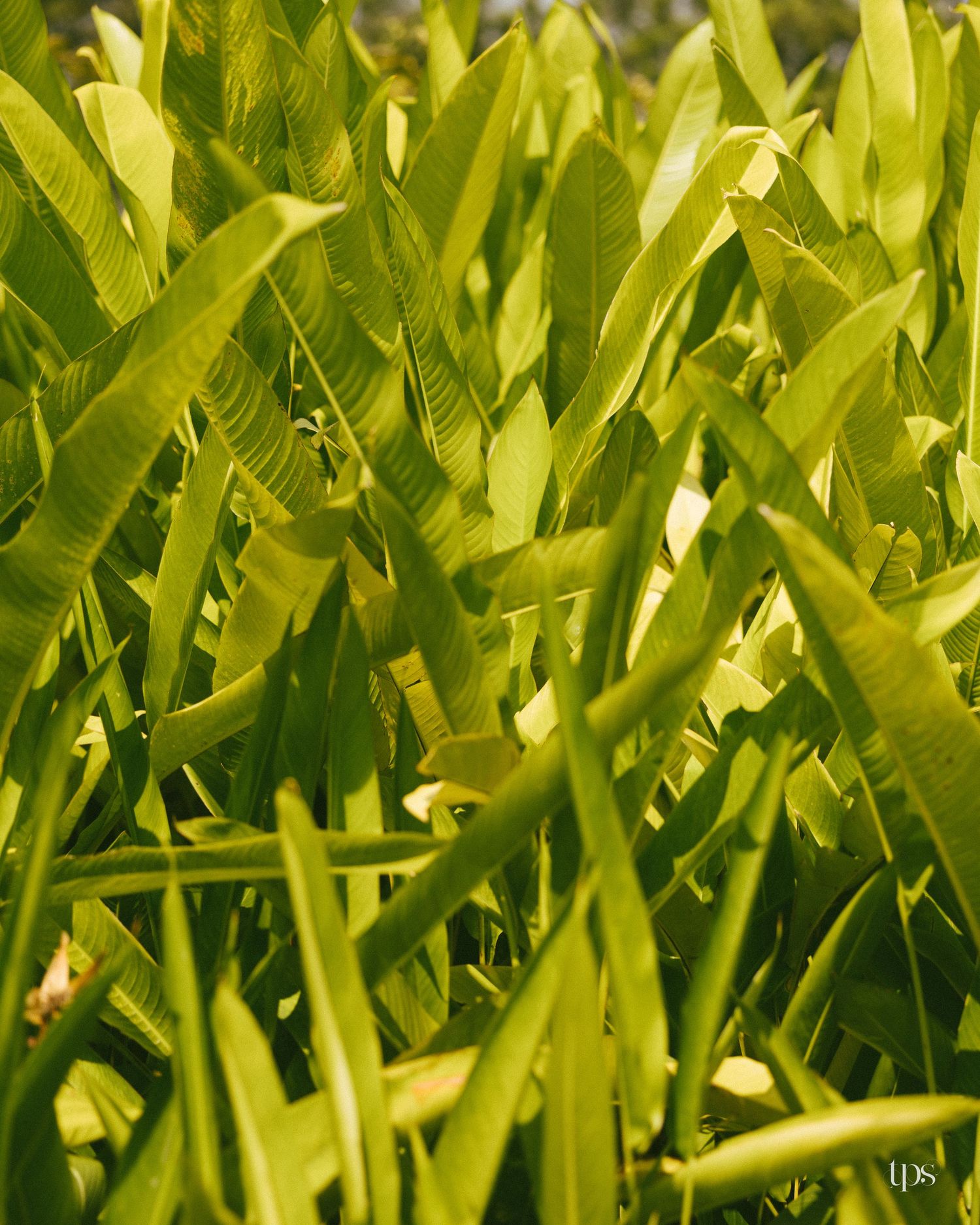 Dense cluster of long, pleated green tropical leaves with backlit golden-yellow highlights growing upward in bright sunlight.