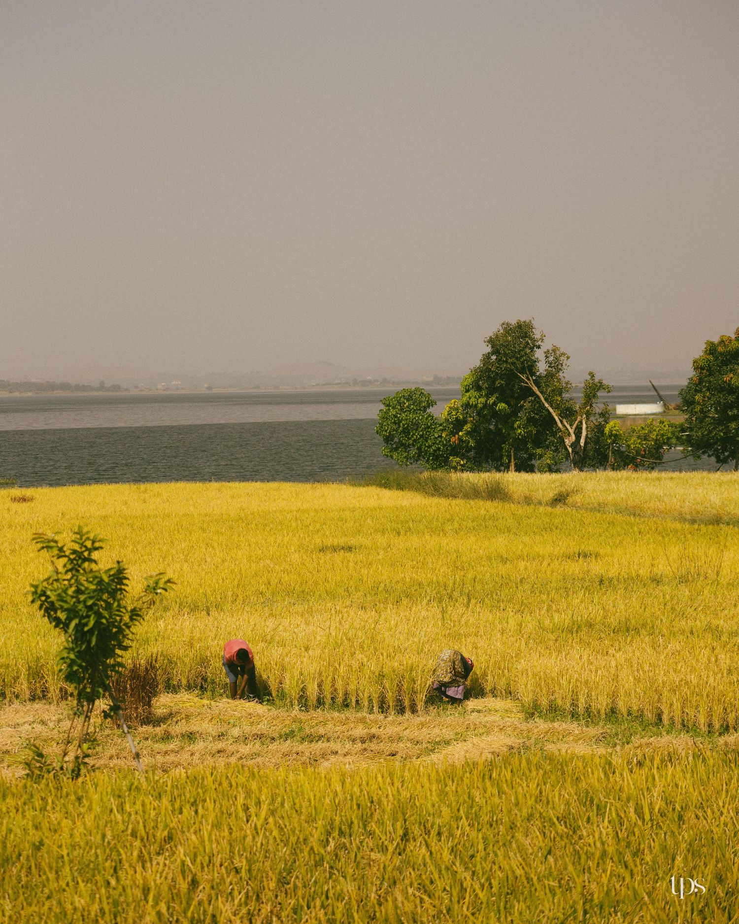 Two farmers harvest golden rice in a vast paddy field beside a calm lake, with green trees and a hazy sky in the background.