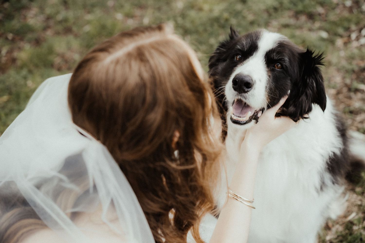 A bride in a white veil crouches outdoors to pet a smiling black and white dog on a grassy wedding day.