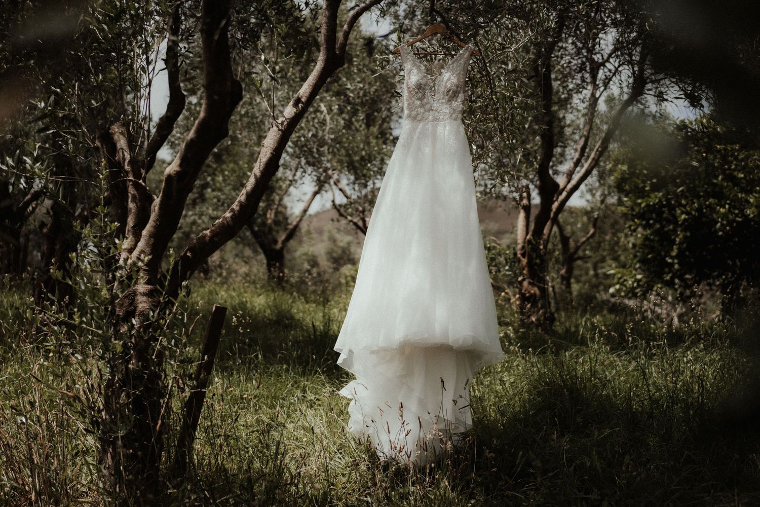 A white lace wedding dress hangs from an olive tree branch in a softly lit grove, ready for the bride.