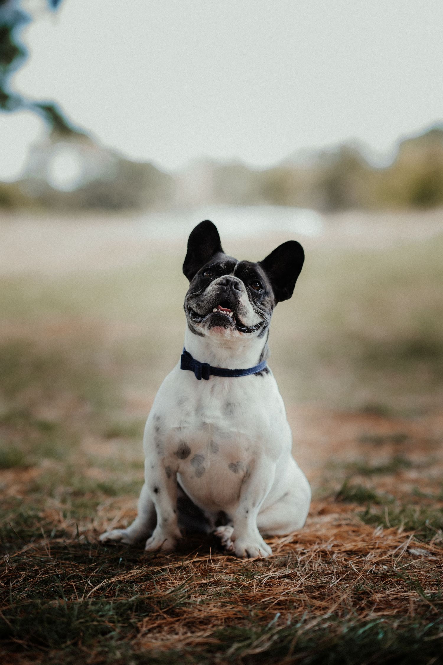 French bulldog in a navy bow tie collar sits on grass with mouth open, looking up, with a softly blurred outdoor background.