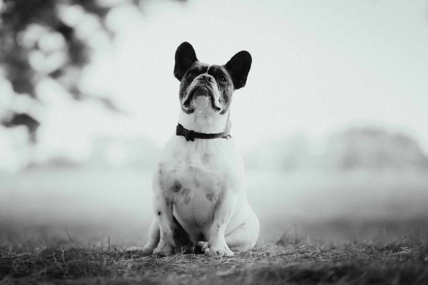 Black and white portrait of a French bulldog wearing a collar, sitting upright on grass and looking up against a soft misty background.