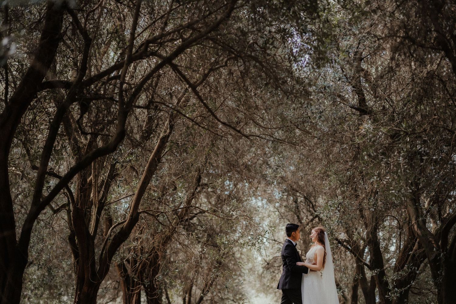 Bride and groom embrace at the end of a path framed by gnarled olive trees in soft natural light.