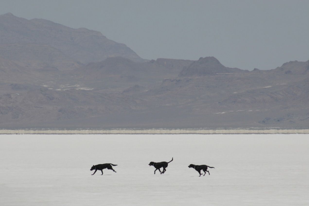 Minimalist image of dogs crossing an open landscape beneath distant mountains. Great Salt Lake, Utah. Goodreau.co