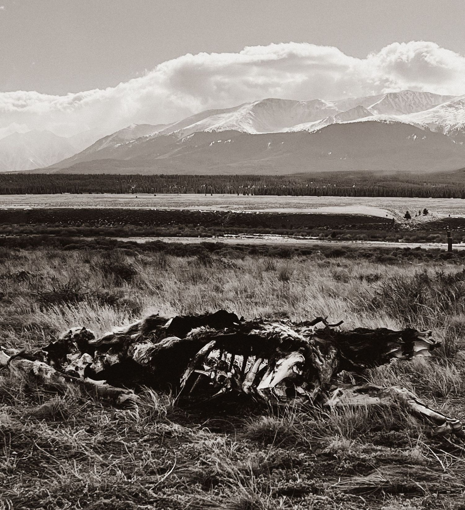 Black and white Western landscape with mountains and wildlife in the distance. Shot on 35mm film. Goodreau.co