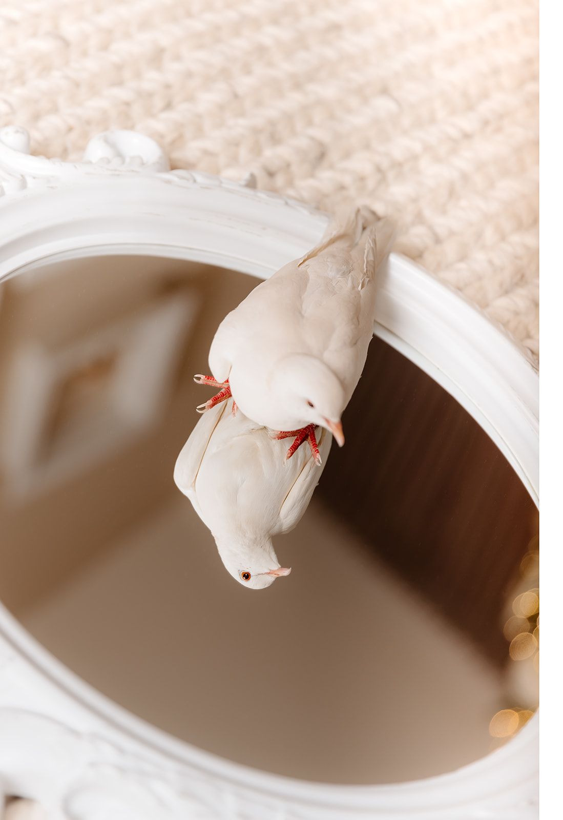 A white dove perched on an ornate white mirror frame, with red leg bands visible, reflected in the mirror below.