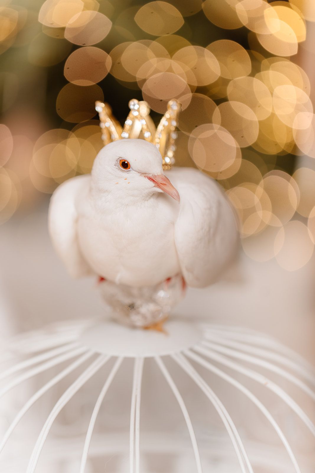 White dove wearing a gold crown perched on a white birdcage with golden bokeh lights in the background.