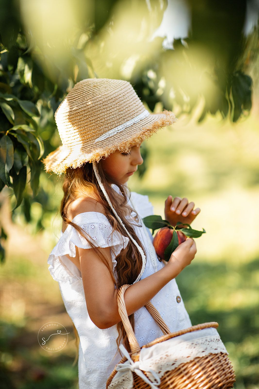 Young girl in straw hat and white dress picking fresh peaches in a sunny orchard while holding a wicker basket.
