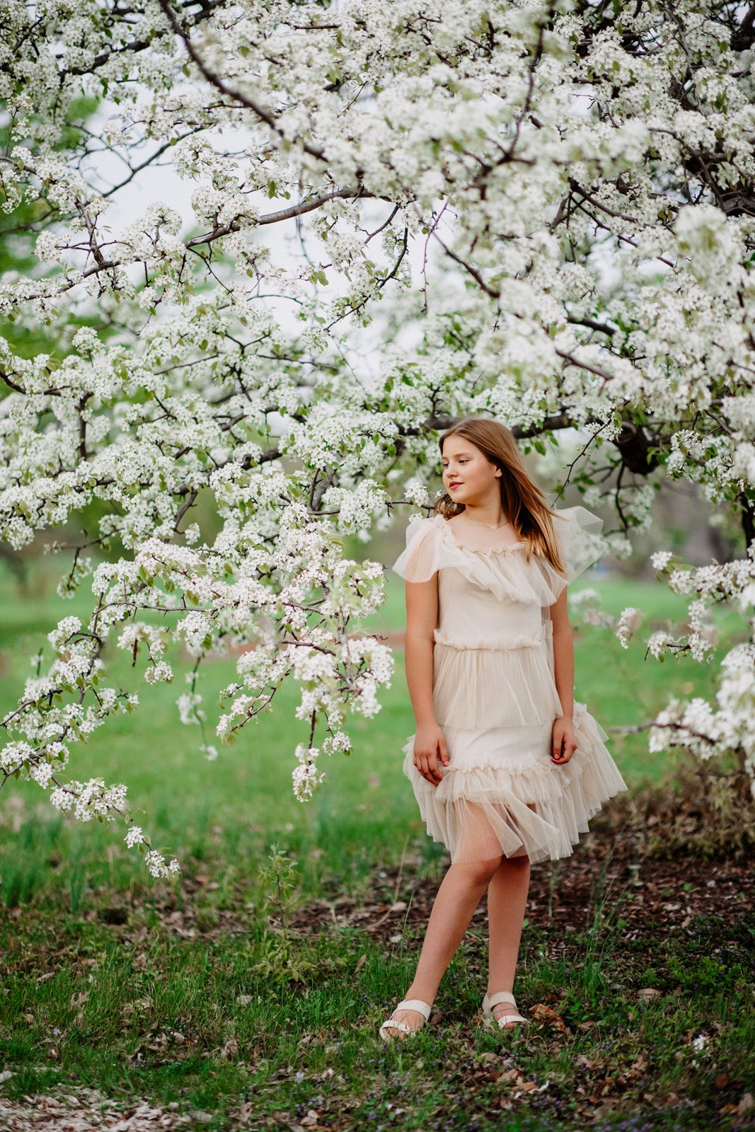 A young girl in a cream tulle dress stands gracefully beneath blooming white cherry blossom trees in a lush green garden.