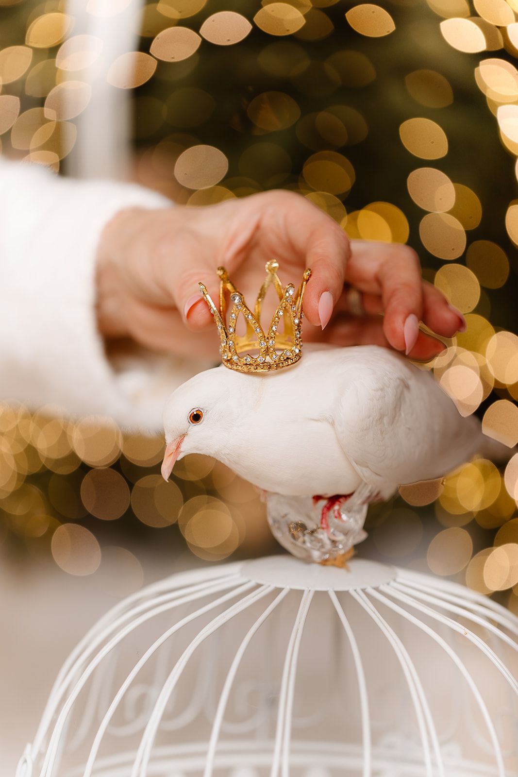 A white dove wearing a gold crown perches on a white birdcage while a hand gently touches it against bokeh lights.