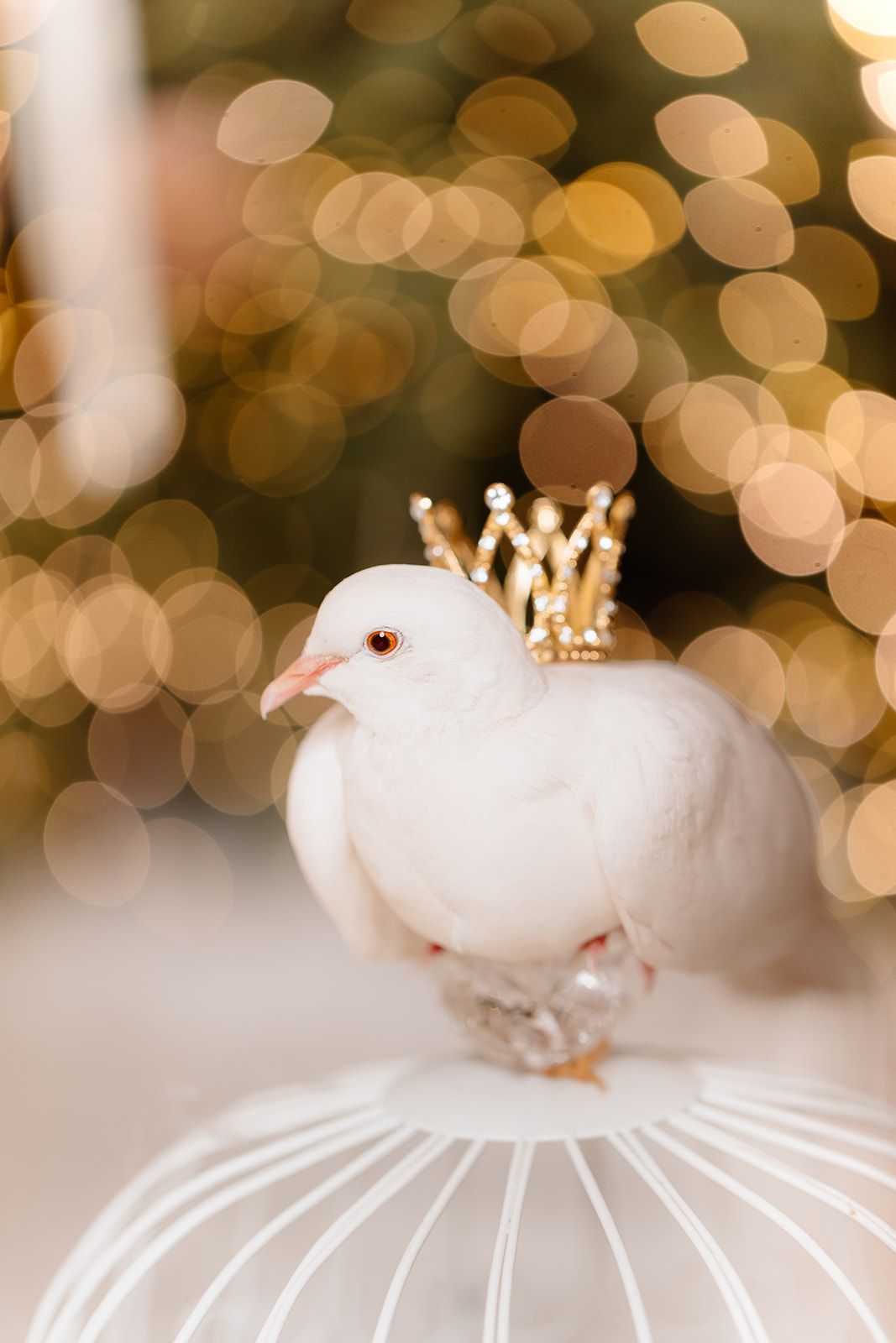 White dove wearing a gold crown perched on a white birdcage with festive bokeh Christmas tree lights in background.