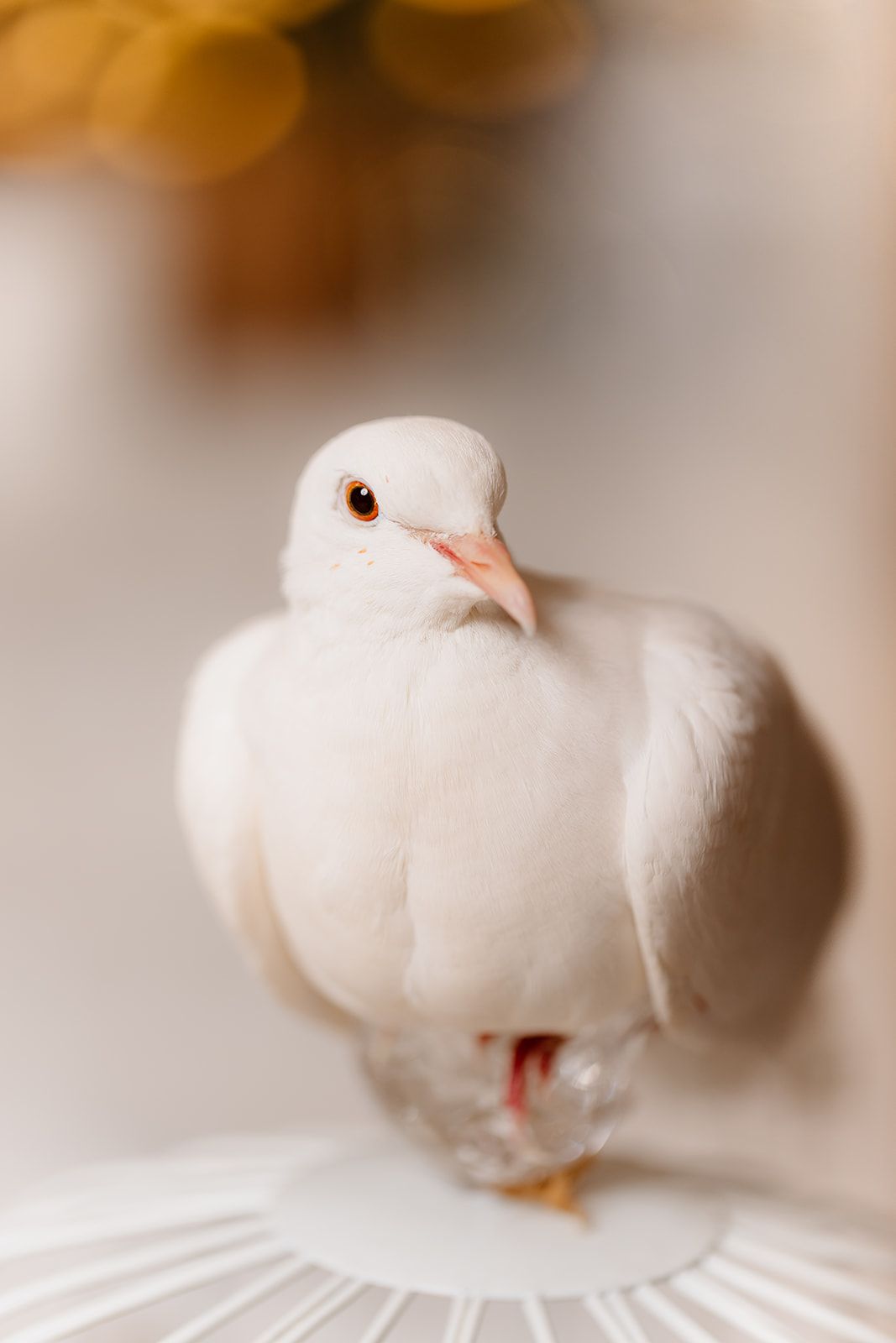 A fluffy white dove perched gracefully on a white surface, with a soft blurred golden and grey background.