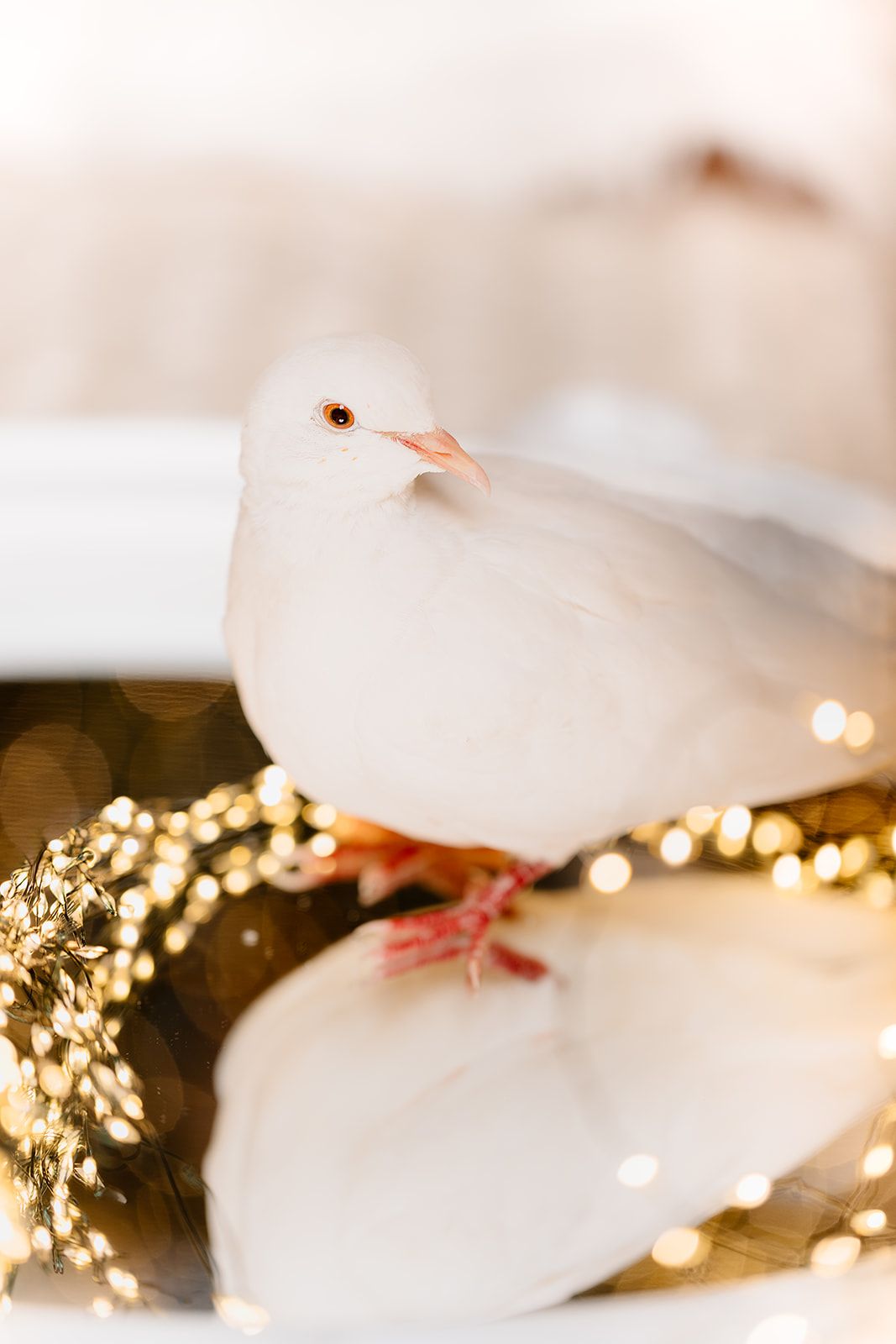 A white dove with pink feet perched on a golden wreath surrounded by warm bokeh Christmas lights.