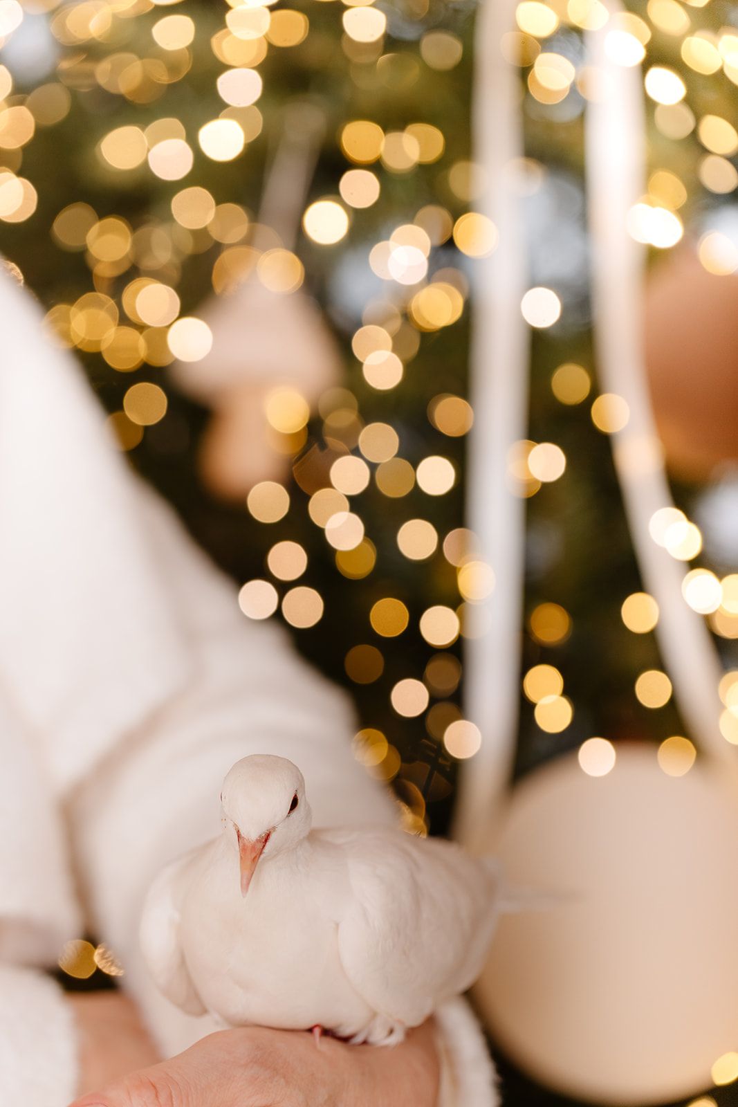 A white dove perched on a hand with golden bokeh Christmas tree lights glowing softly in the background.