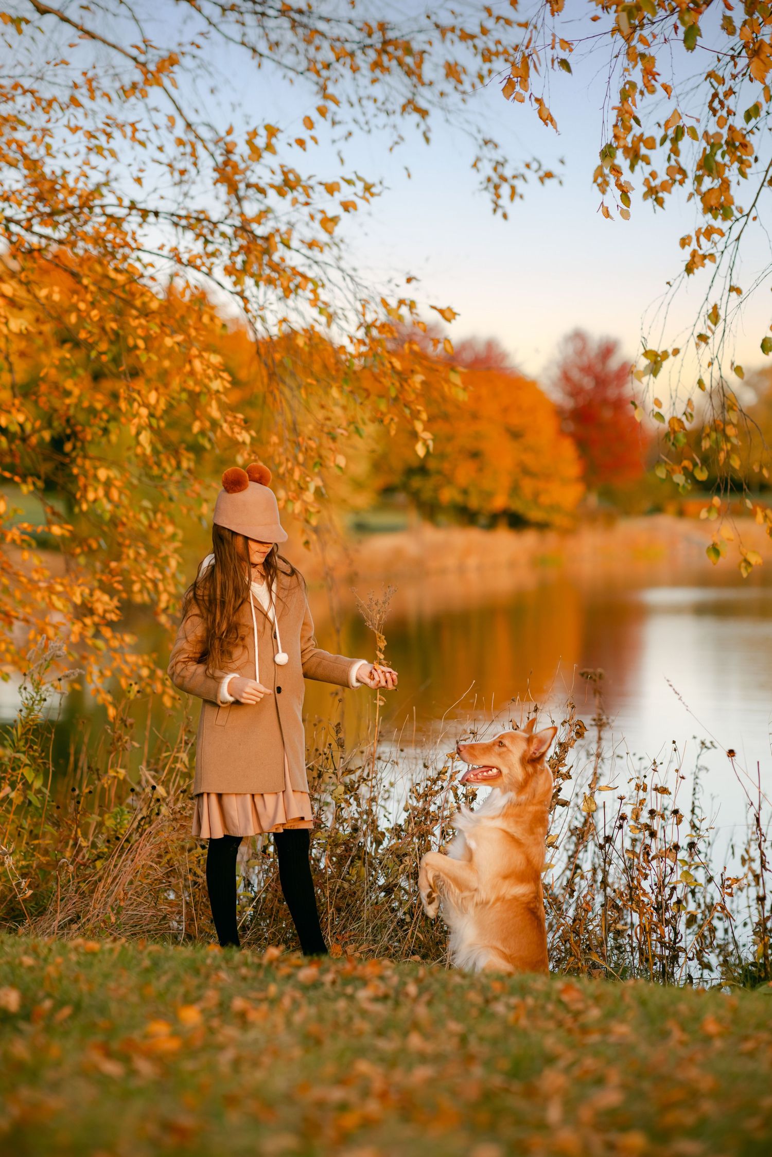 Girl in beige coat and beret trains her Corgi dog by autumn lake with colorful fall foliage.