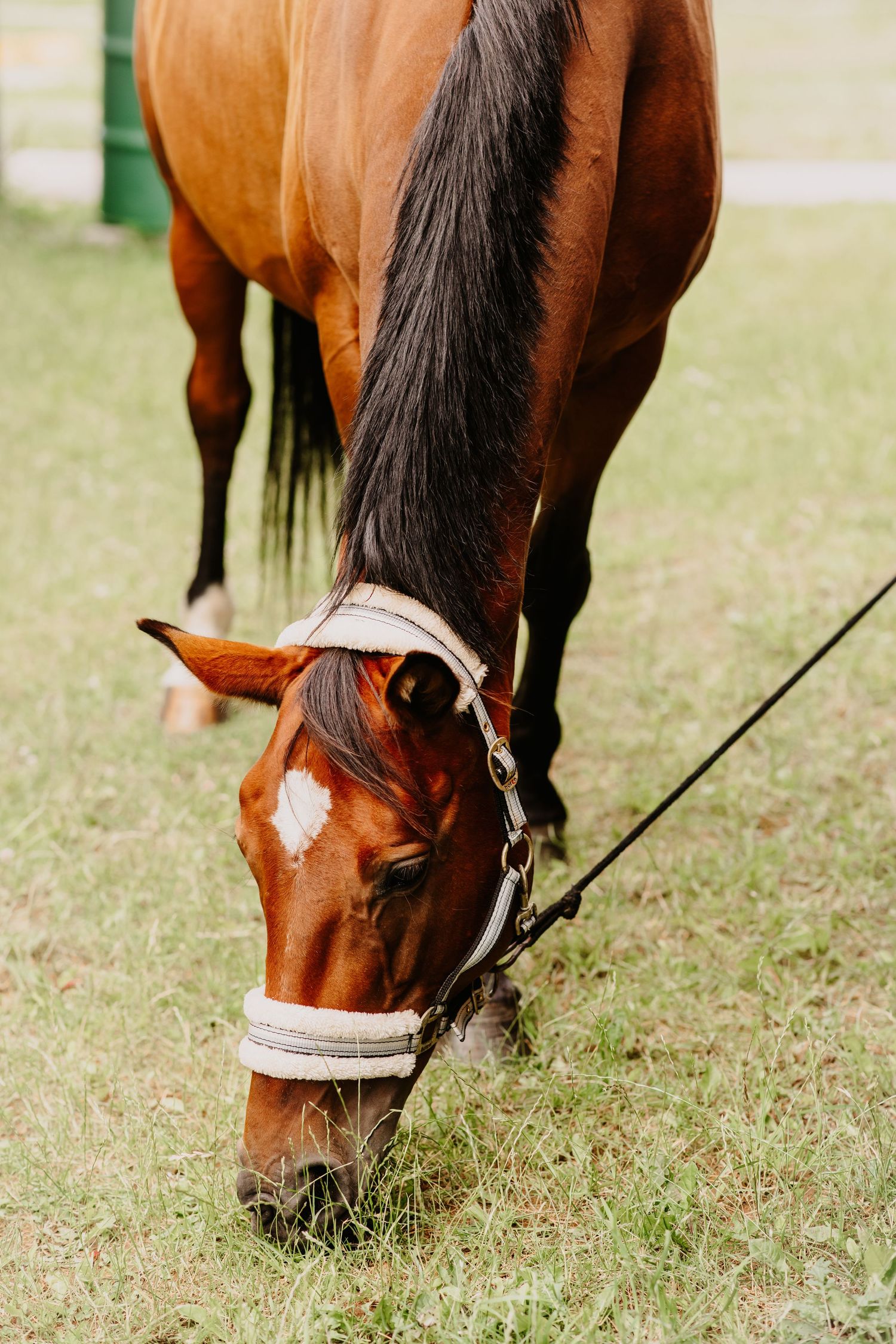 A bay horse with a white halter grazes on green grass, its black mane flowing as it bends down to eat.