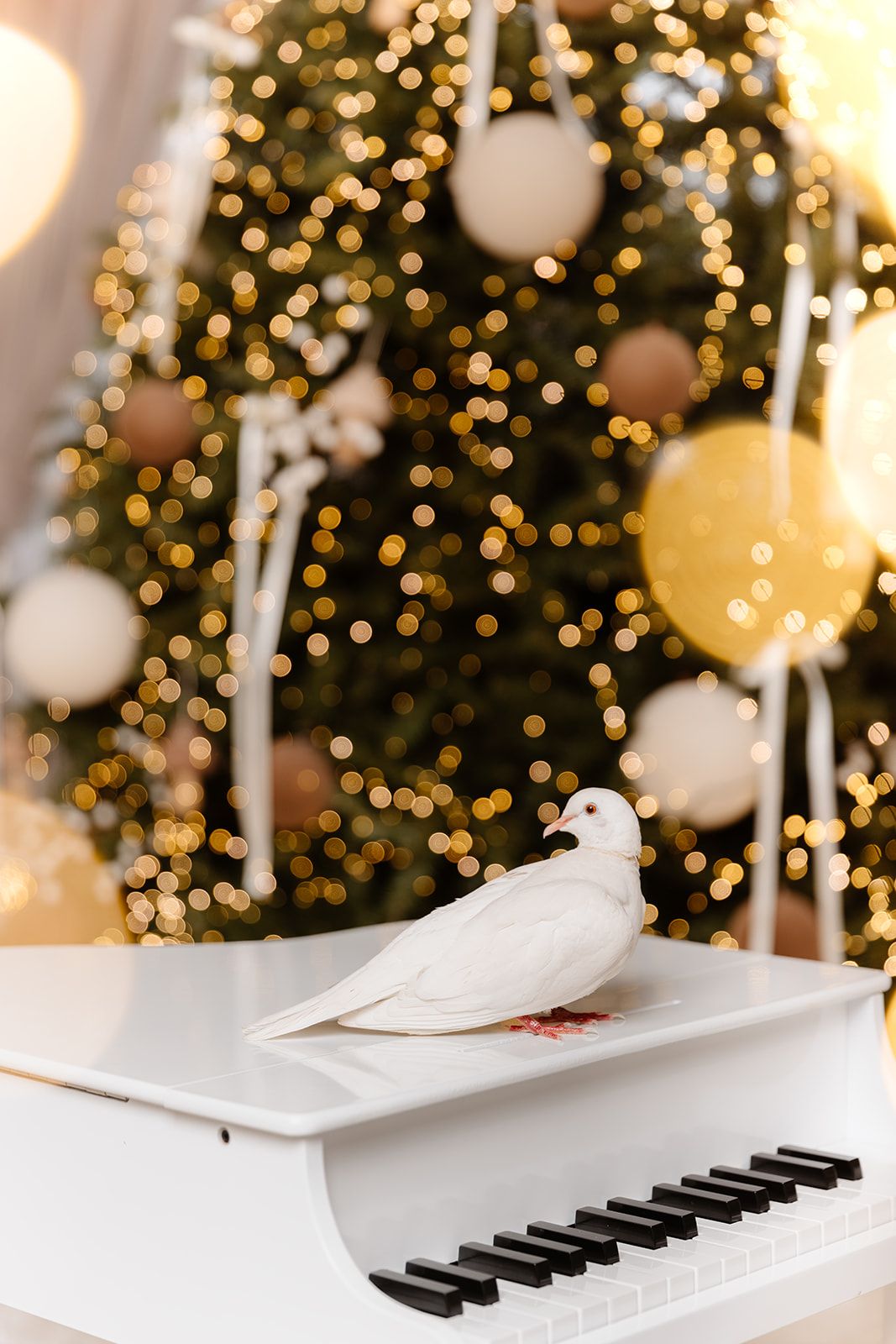 White dove perched on a white grand piano keys with a decorated Christmas tree and golden bokeh lights in background.