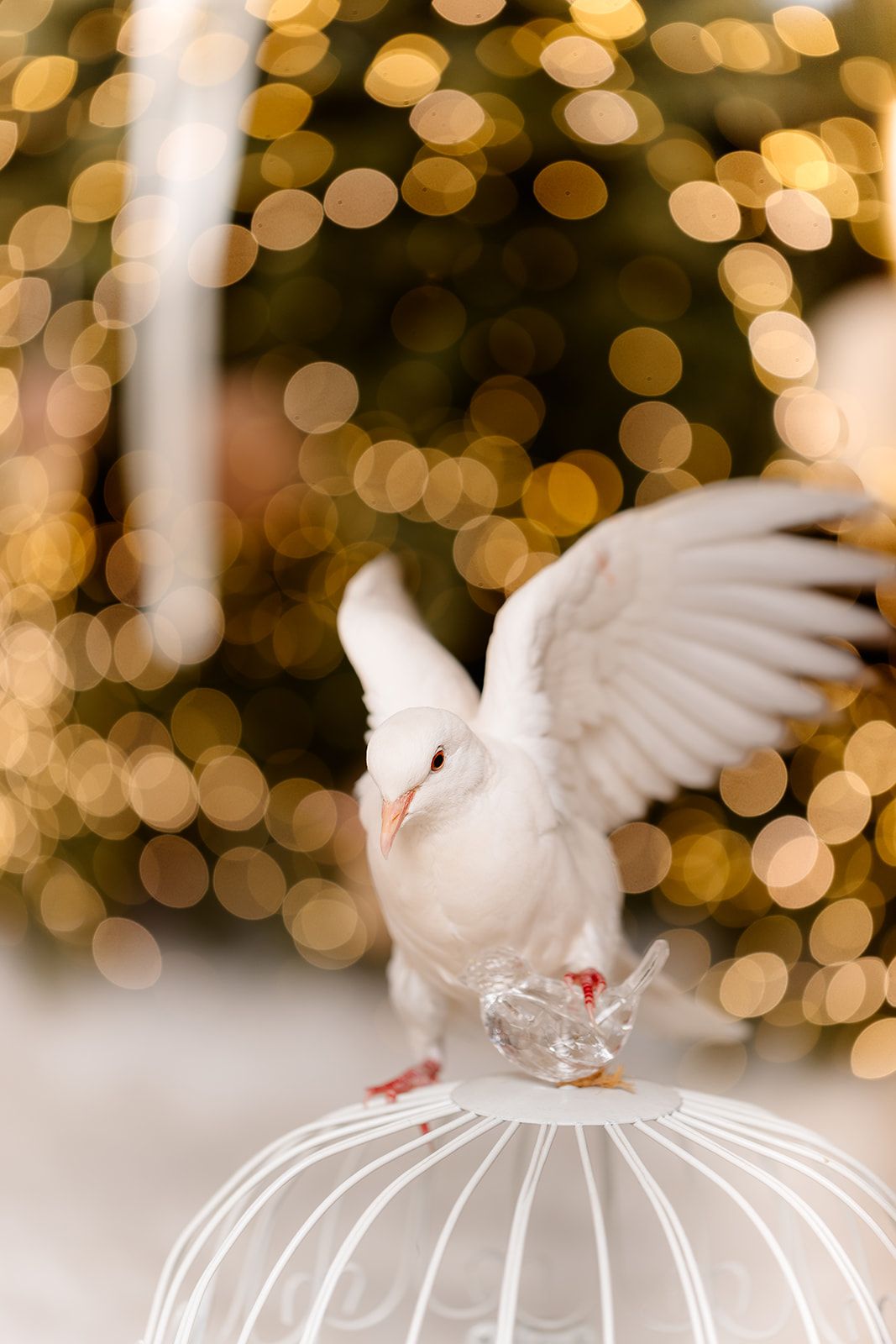 White dove with spread wings perched on a decorative cage with bokeh Christmas tree lights in background.