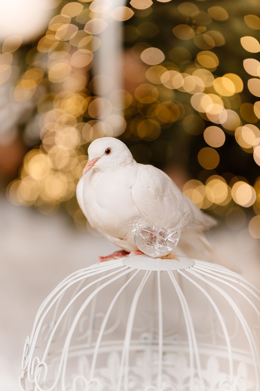 White dove perched on decorative birdcage with golden bokeh Christmas tree lights in background.