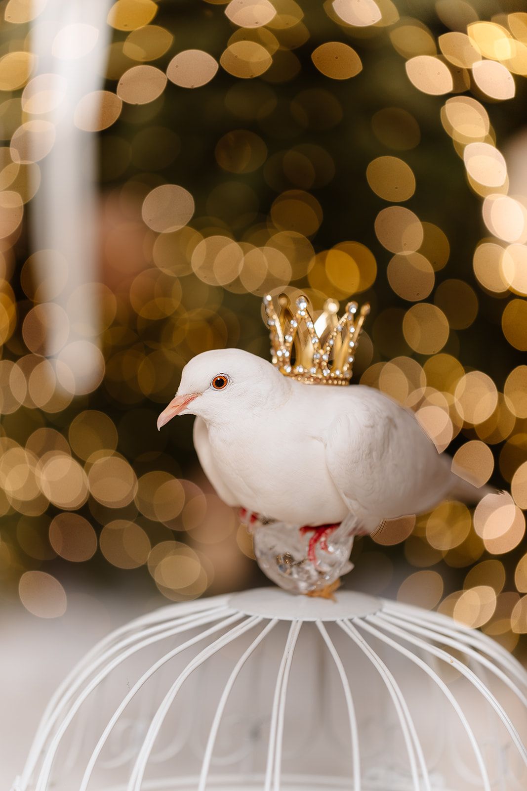 White dove wearing a gold crown perched on a white birdcage with golden bokeh Christmas lights in background.