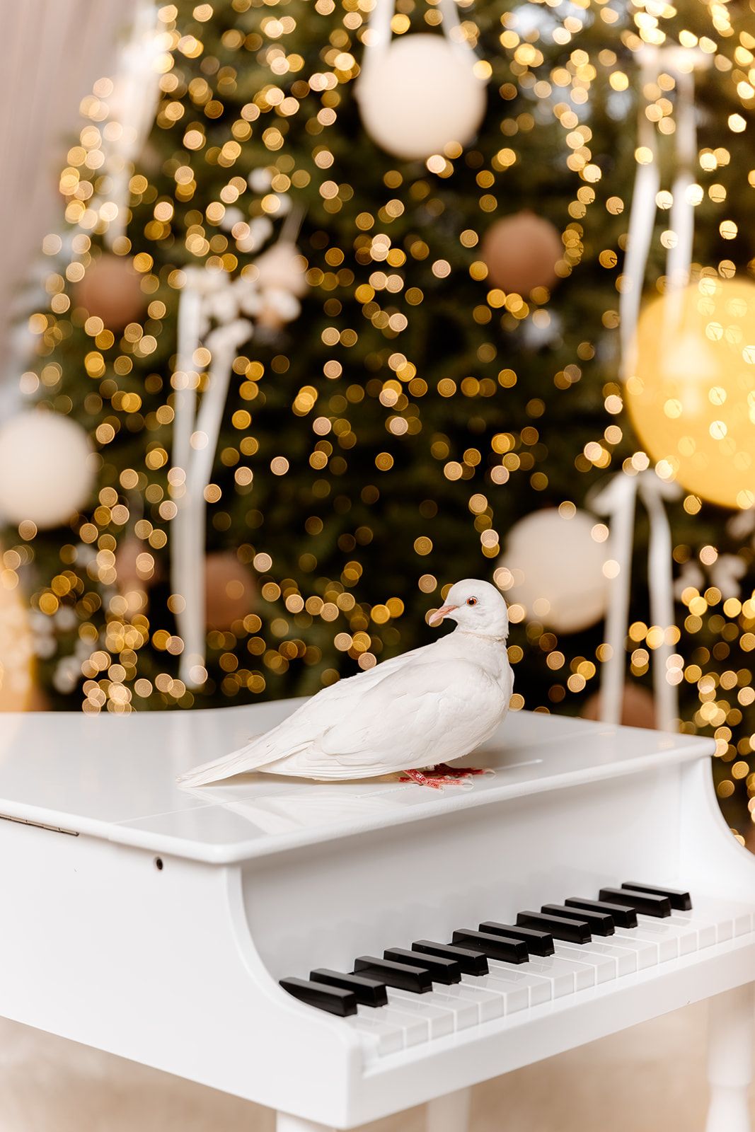 White dove perched on a white grand piano keys with a glowing Christmas tree in the background.