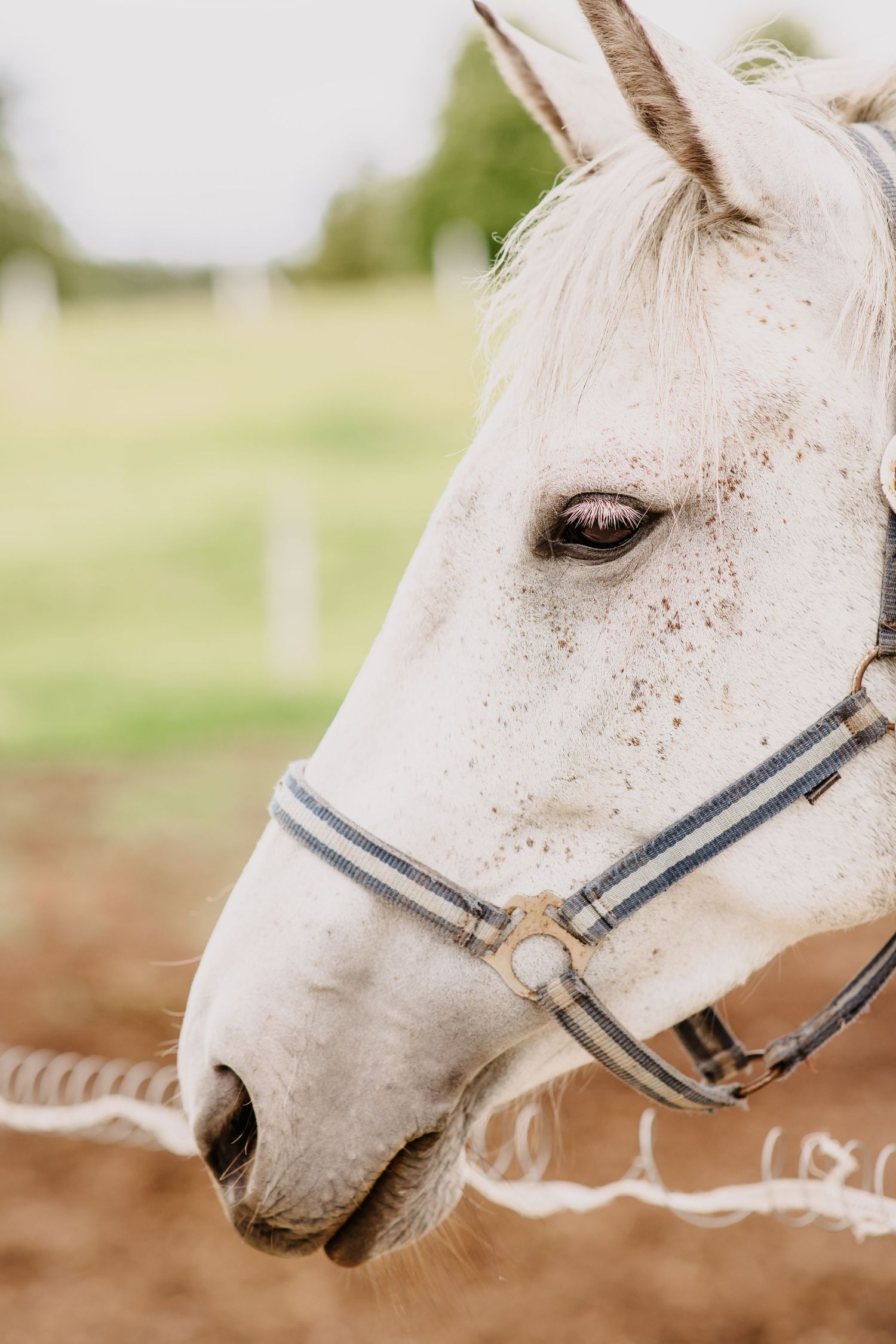 Close-up portrait of a white speckled horse wearing a blue halter bridle in an outdoor paddock setting.