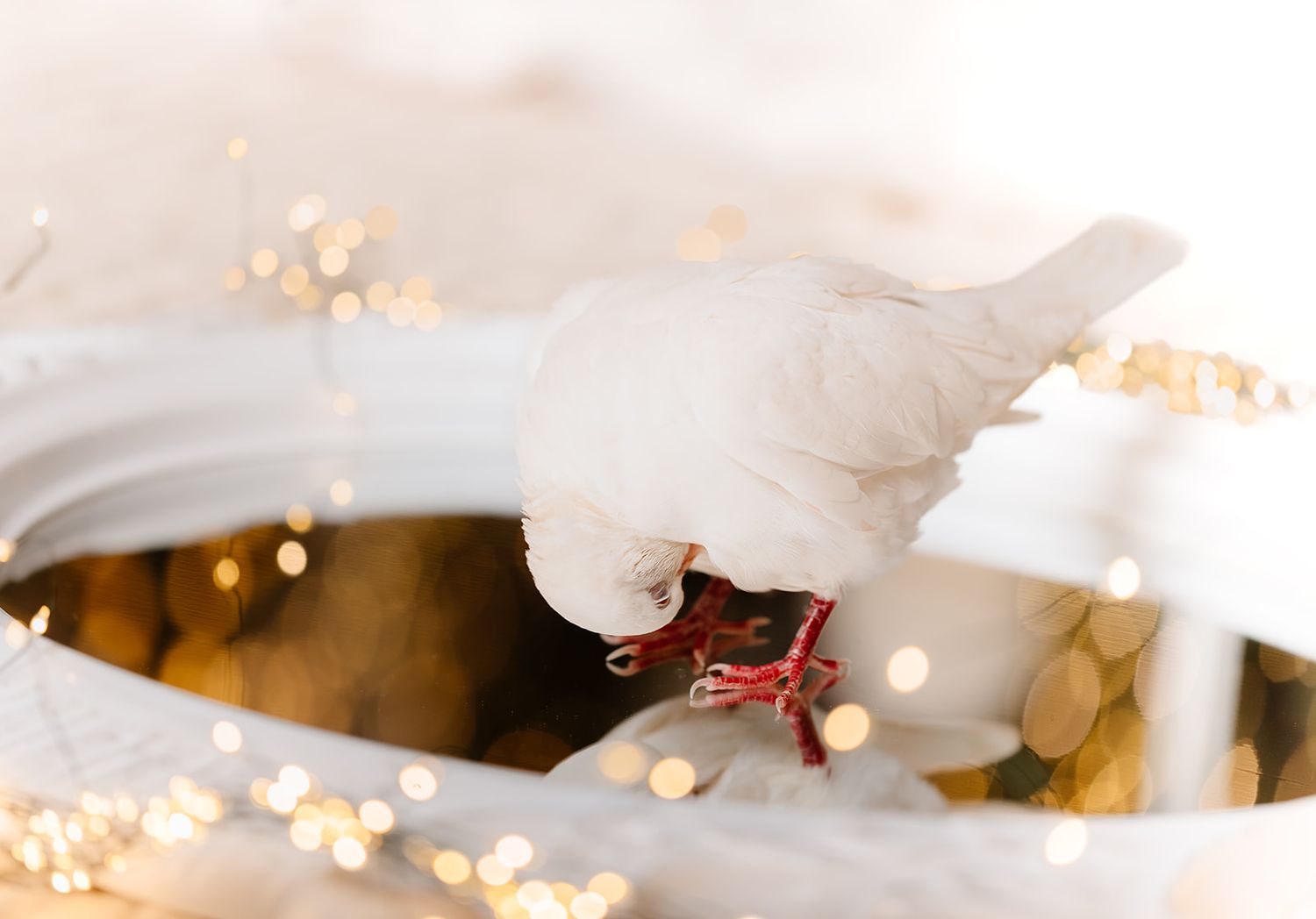 White bird ornament perched on a wreath with festive bokeh lights in a bright holiday setting.