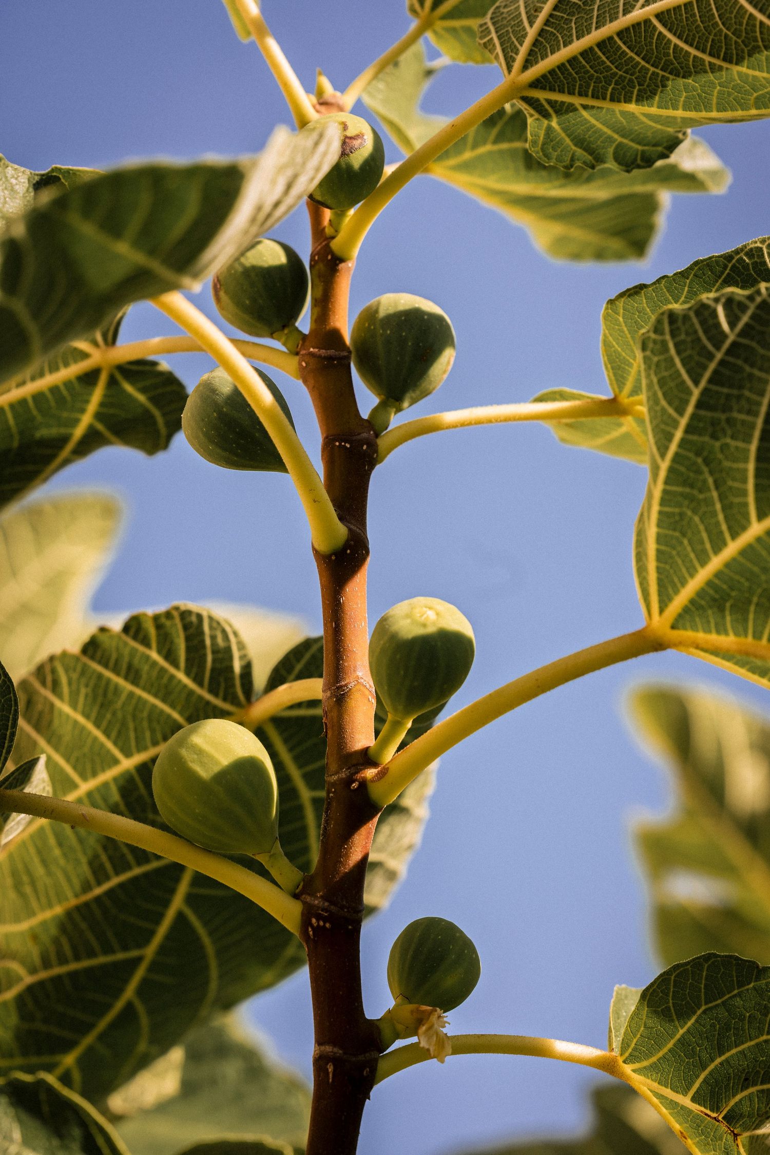 Close-up of green figs growing on branch with large leaves against blue sky.
