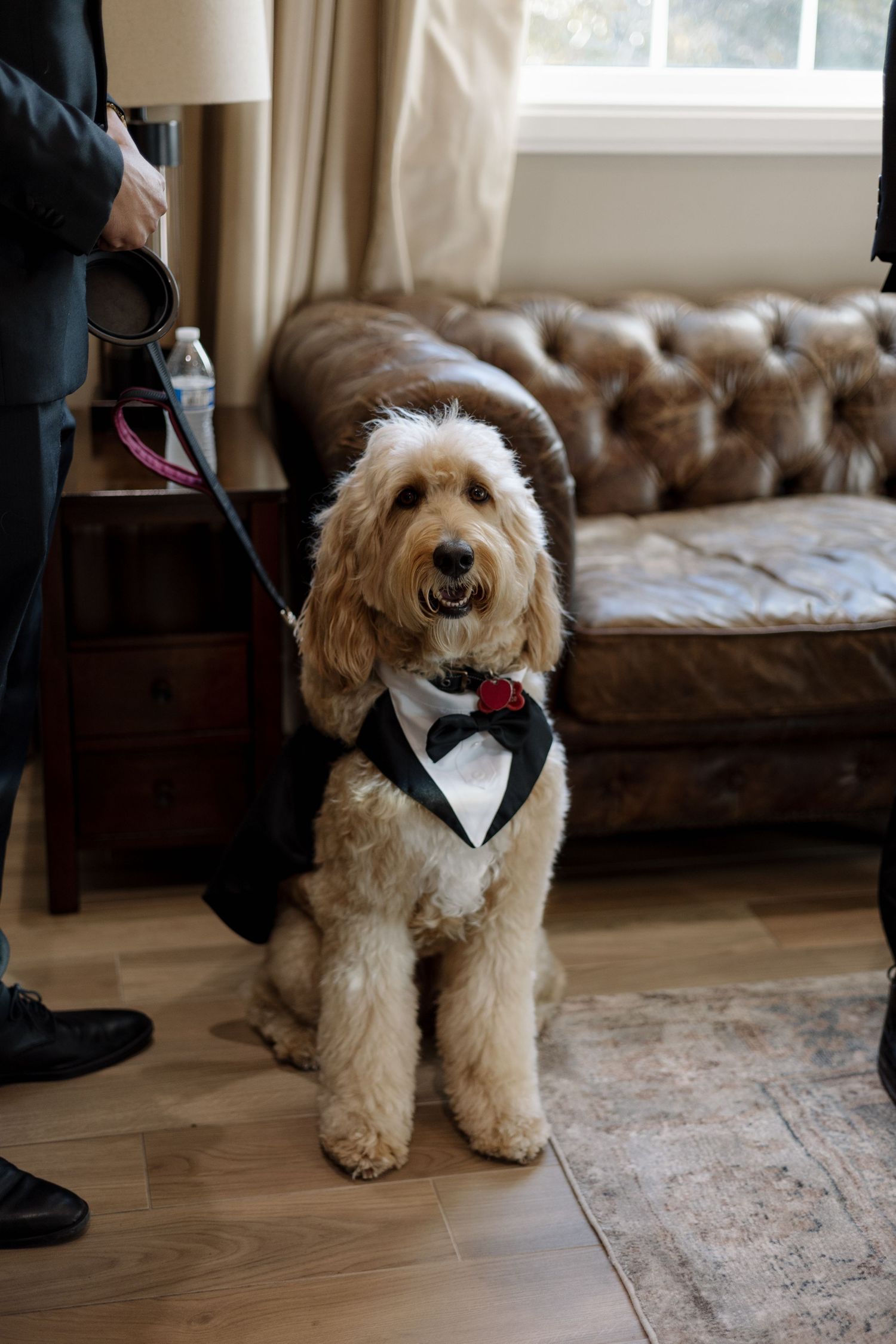 A fluffy golden doodle dressed in a tuxedo bib with red rose sits on a leash at a wedding.