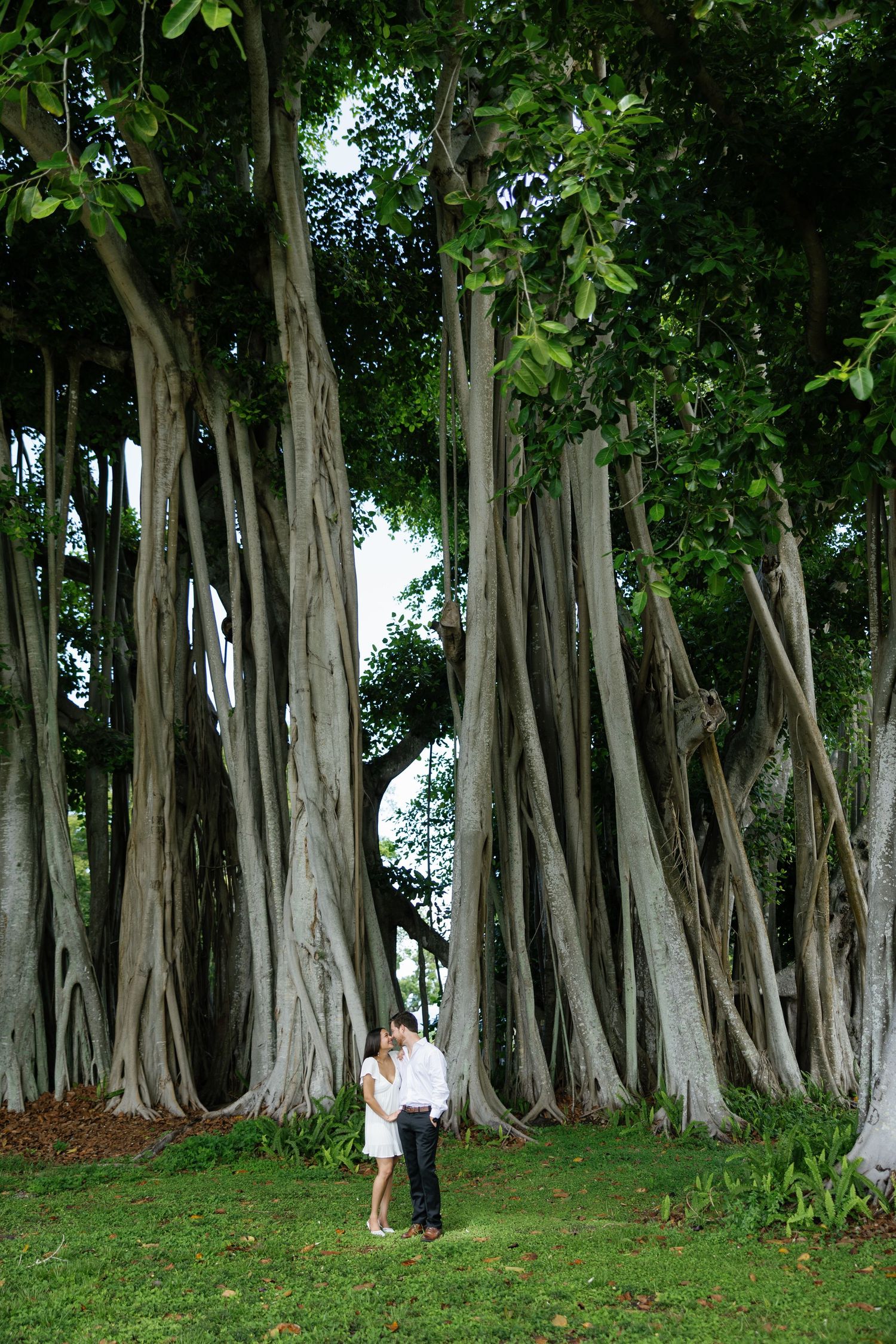 Romantic couple kissing beneath massive banyan trees with sprawling aerial roots in lush garden.