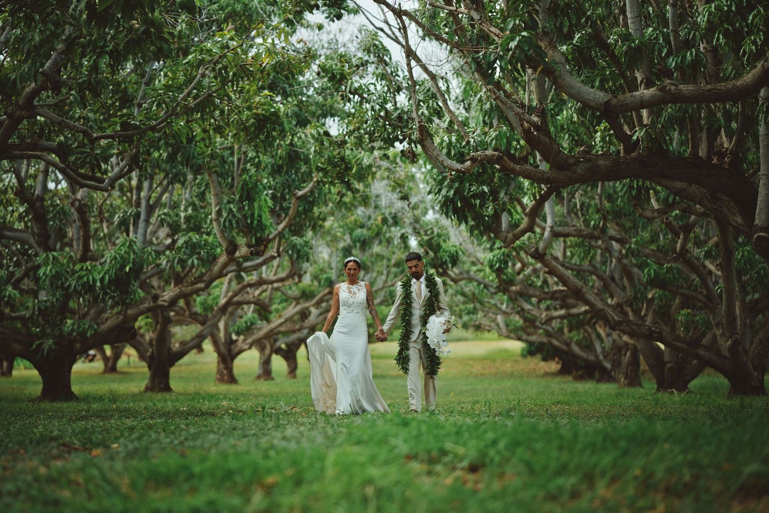 Bride and groom walking through lush green mango tree orchard on their wedding day.