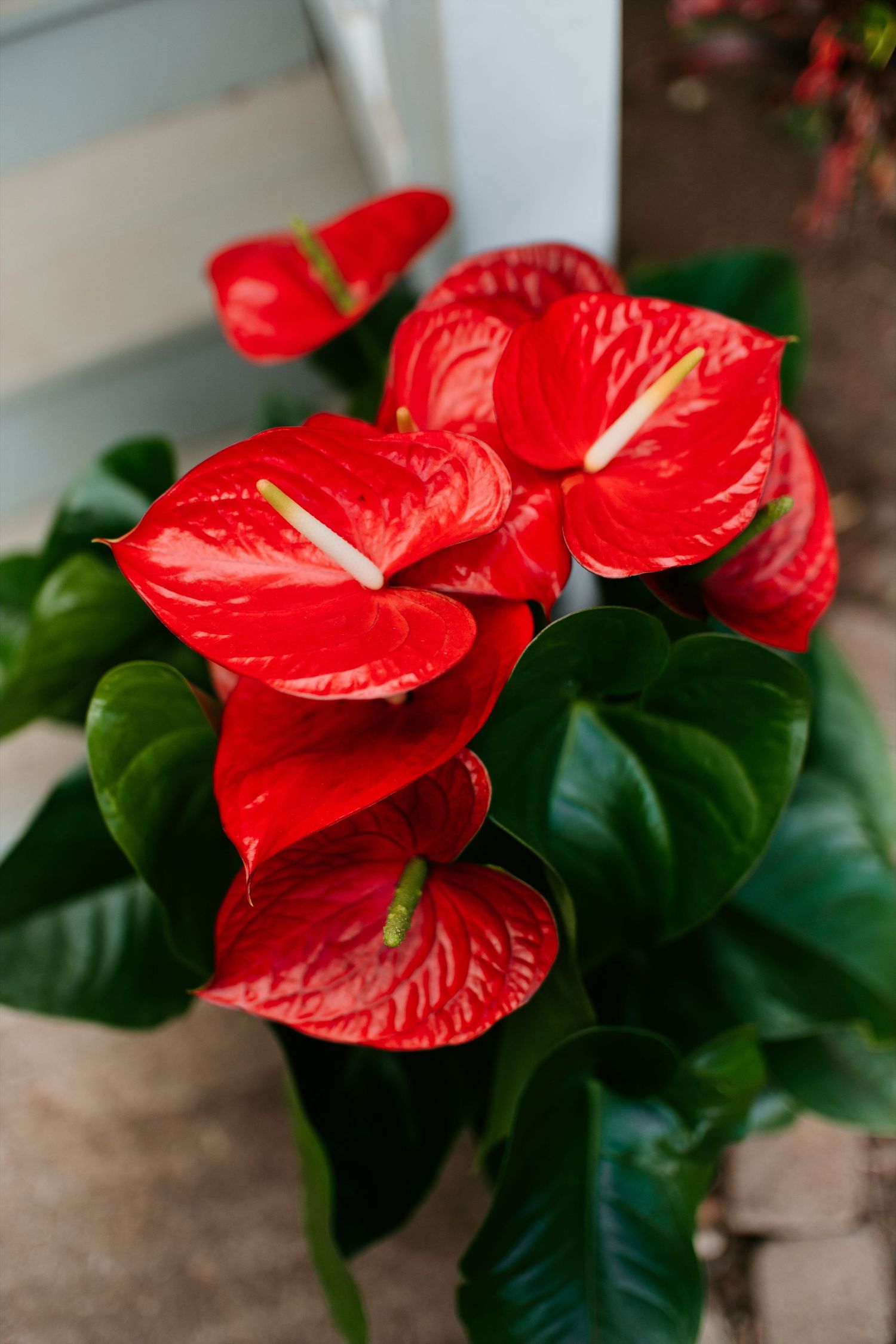 Vibrant red anthurium flowers with glossy green leaves in full bloom, showcasing their distinctive waxy spathes and spadix.