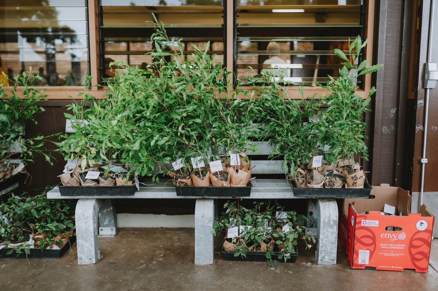 Indoor garden setup with shelves displaying various plants and greenery.