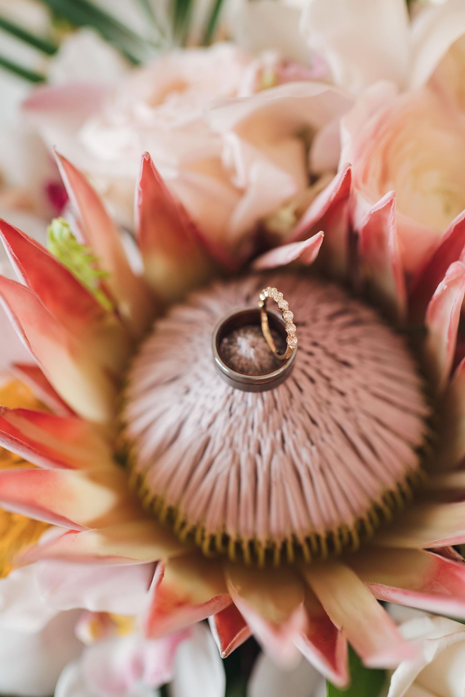 Close-up macro photography of pink protea flowers showing detailed center patterns and textures.