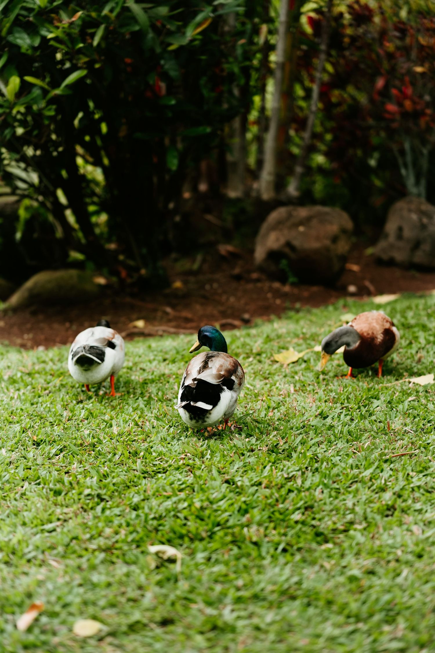 Three ducks walking on lush green grass in a garden setting with tropical plants and rocks in the background.