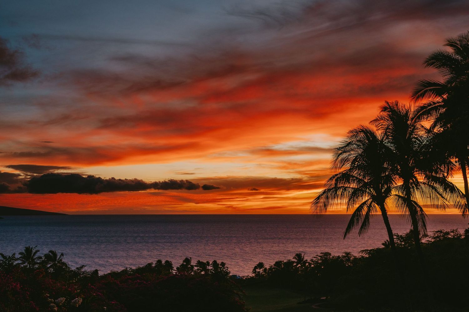 Vibrant tropical sunset with fiery red and orange sky over calm ocean waters, silhouetted palm tree in foreground.