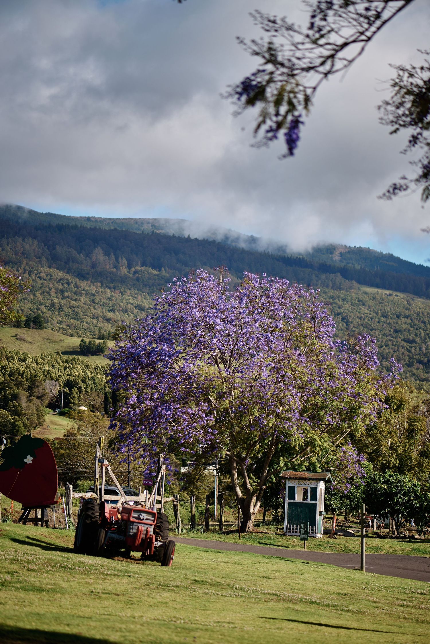 Blooming jacaranda tree with purple flowers next to a red tractor in a country setting.