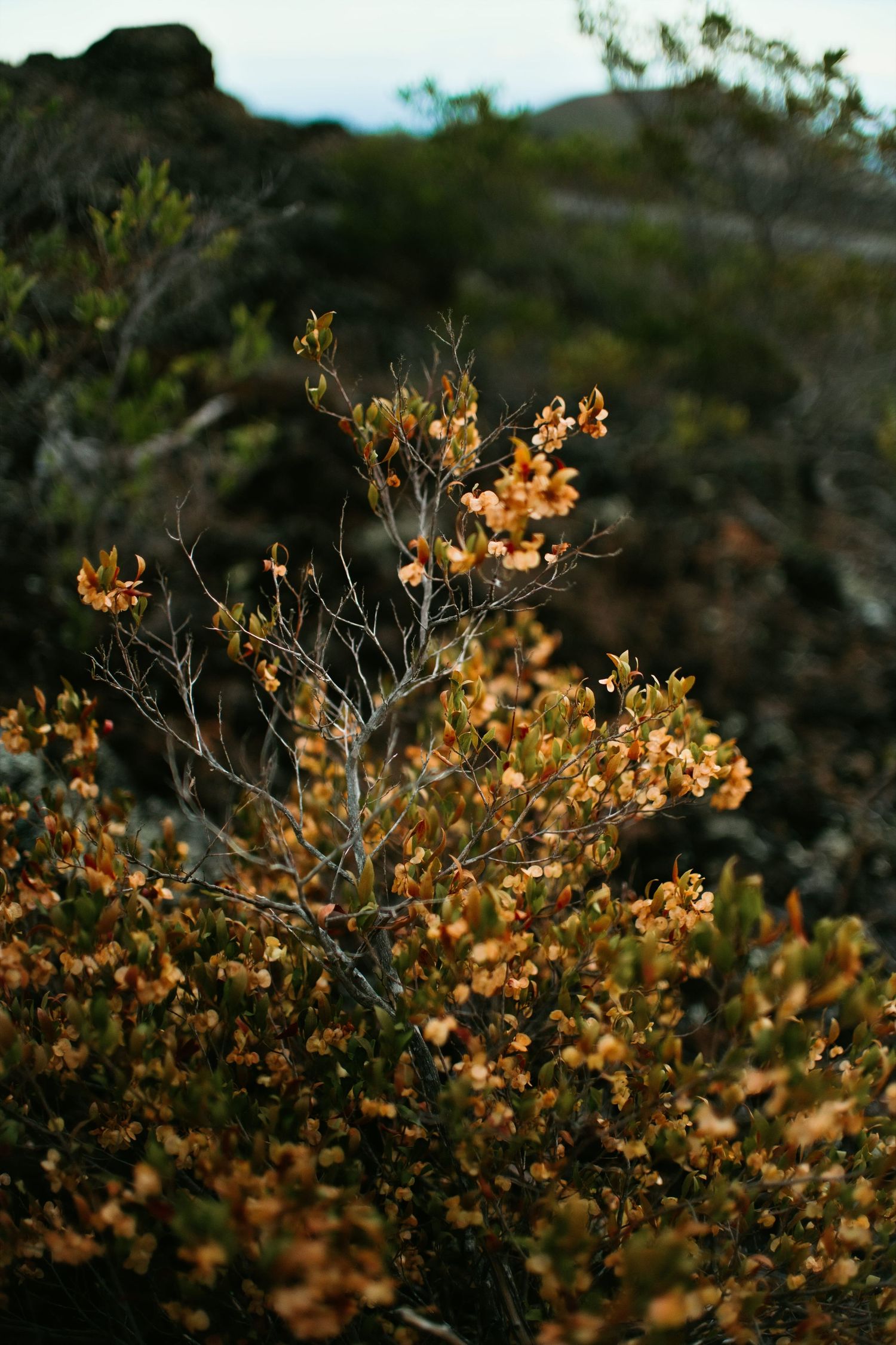 Close-up of a wild shrub with golden-orange flowers growing among rocky terrain in soft warm light.